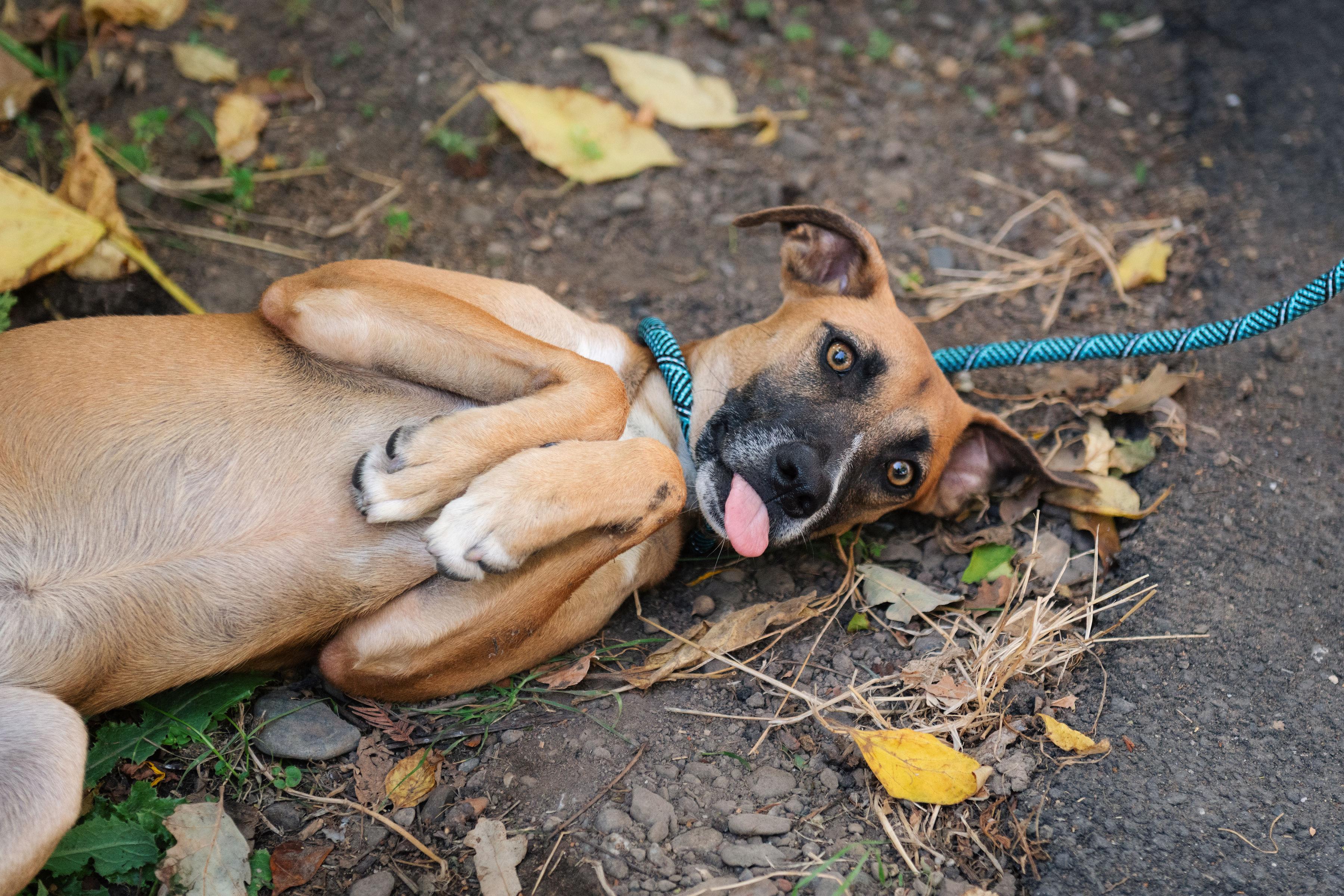 Enlarge Kelly, a Adoptable mixed breed in Santa Rosa, CA image 1/6