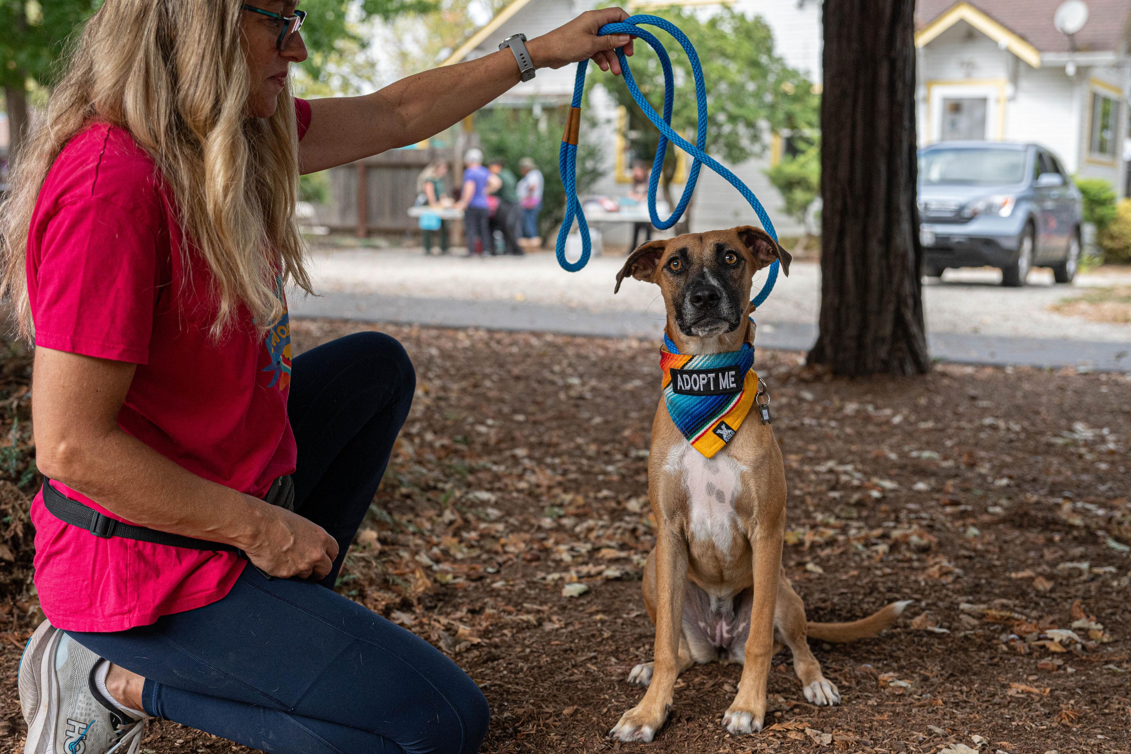 Enlarge Kelly, a Adoptable mixed breed in Santa Rosa, CA image 4/6