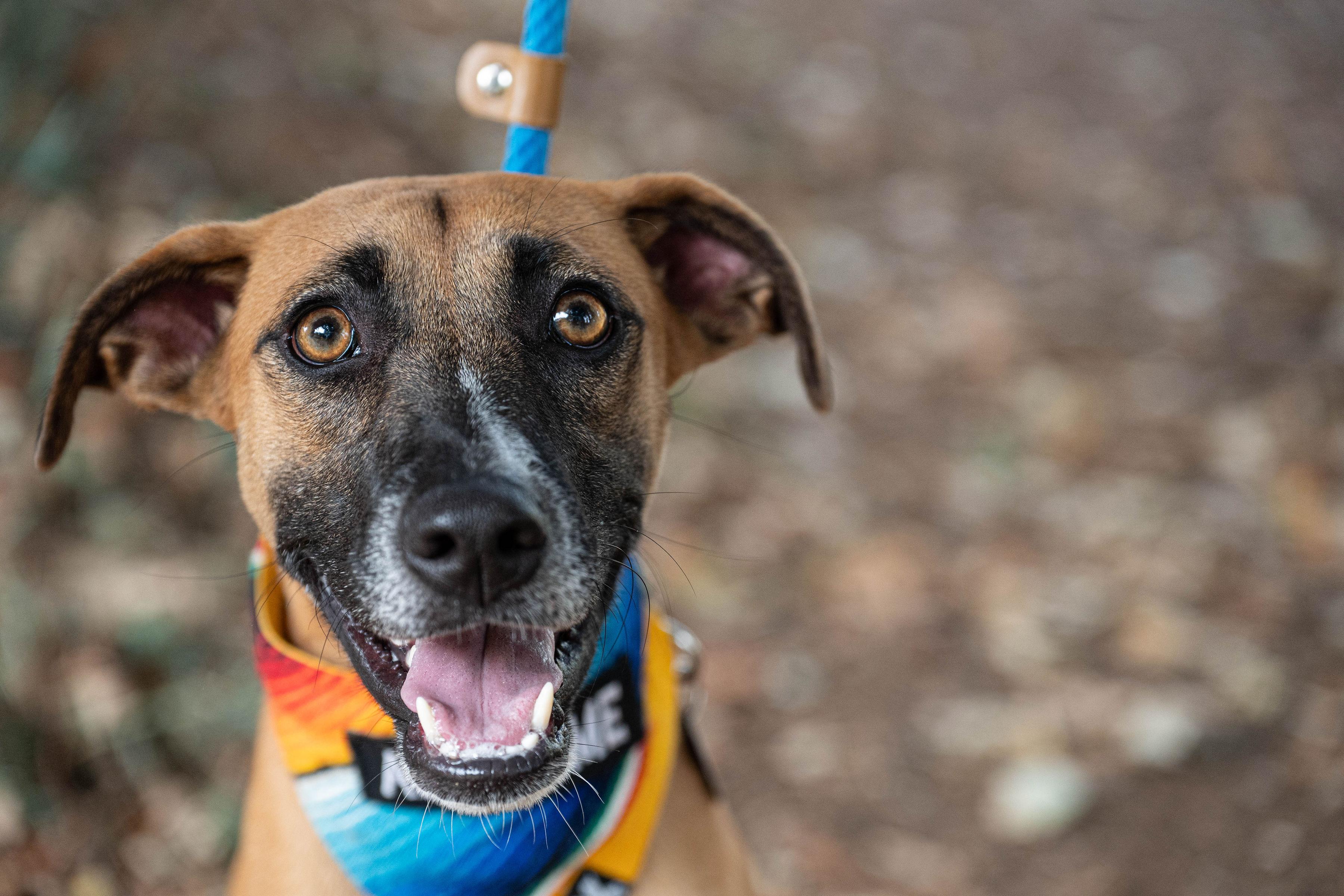 Enlarge Kelly, a Adoptable mixed breed in Santa Rosa, CA image 2/6