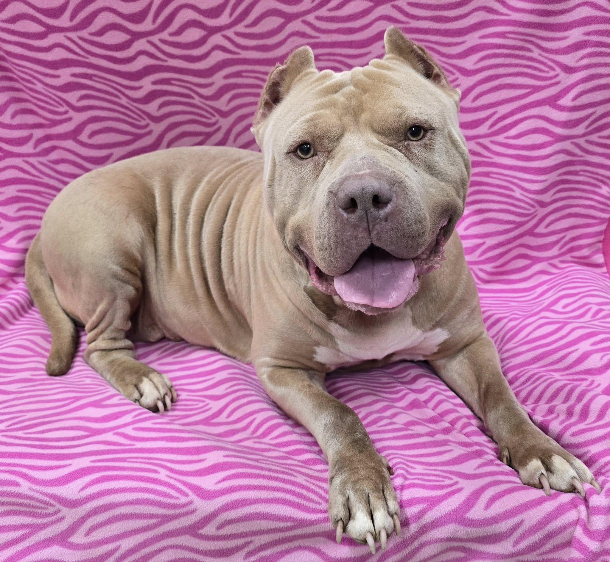 Enlarge Luna, an adoptable American Bully in Frankfort, IN image 1/4