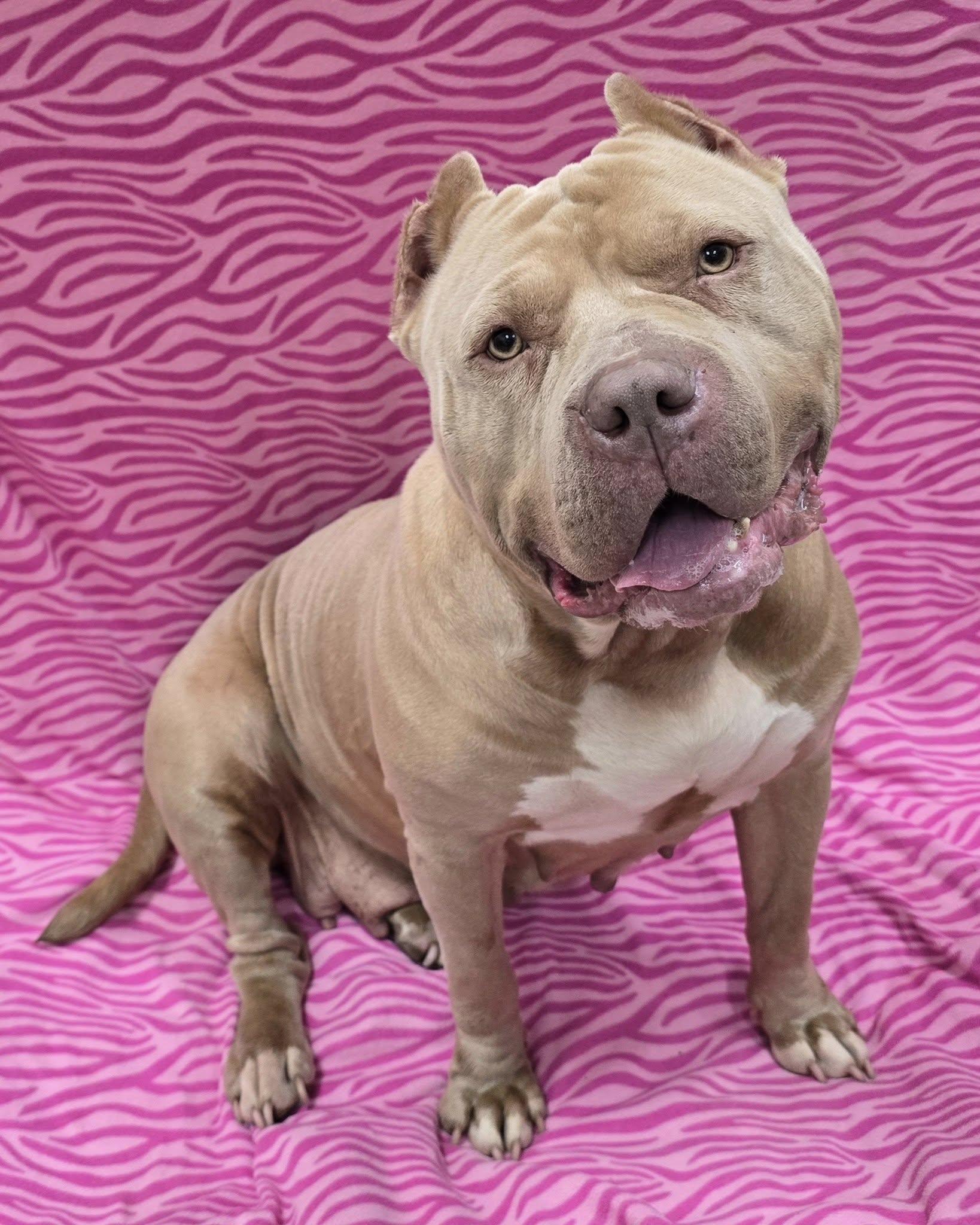 Enlarge Luna, an adoptable American Bully in Frankfort, IN image 3/4