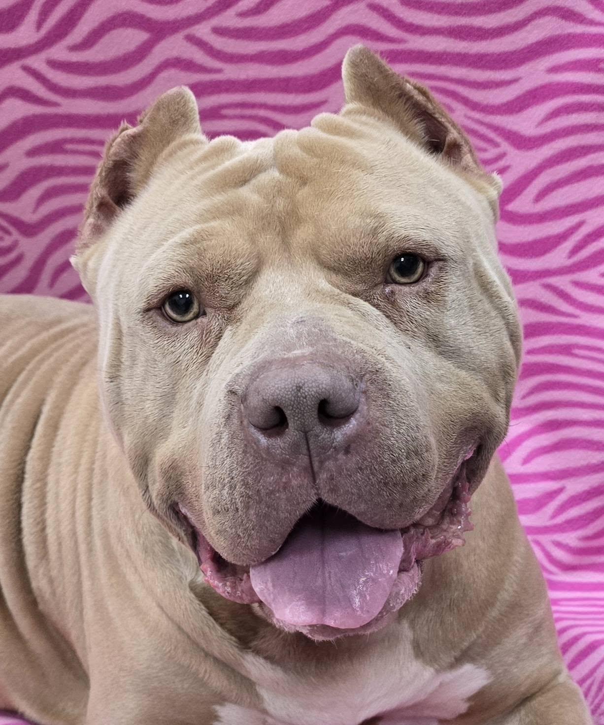 Enlarge Luna, an adoptable American Bully in Frankfort, IN image 4/4