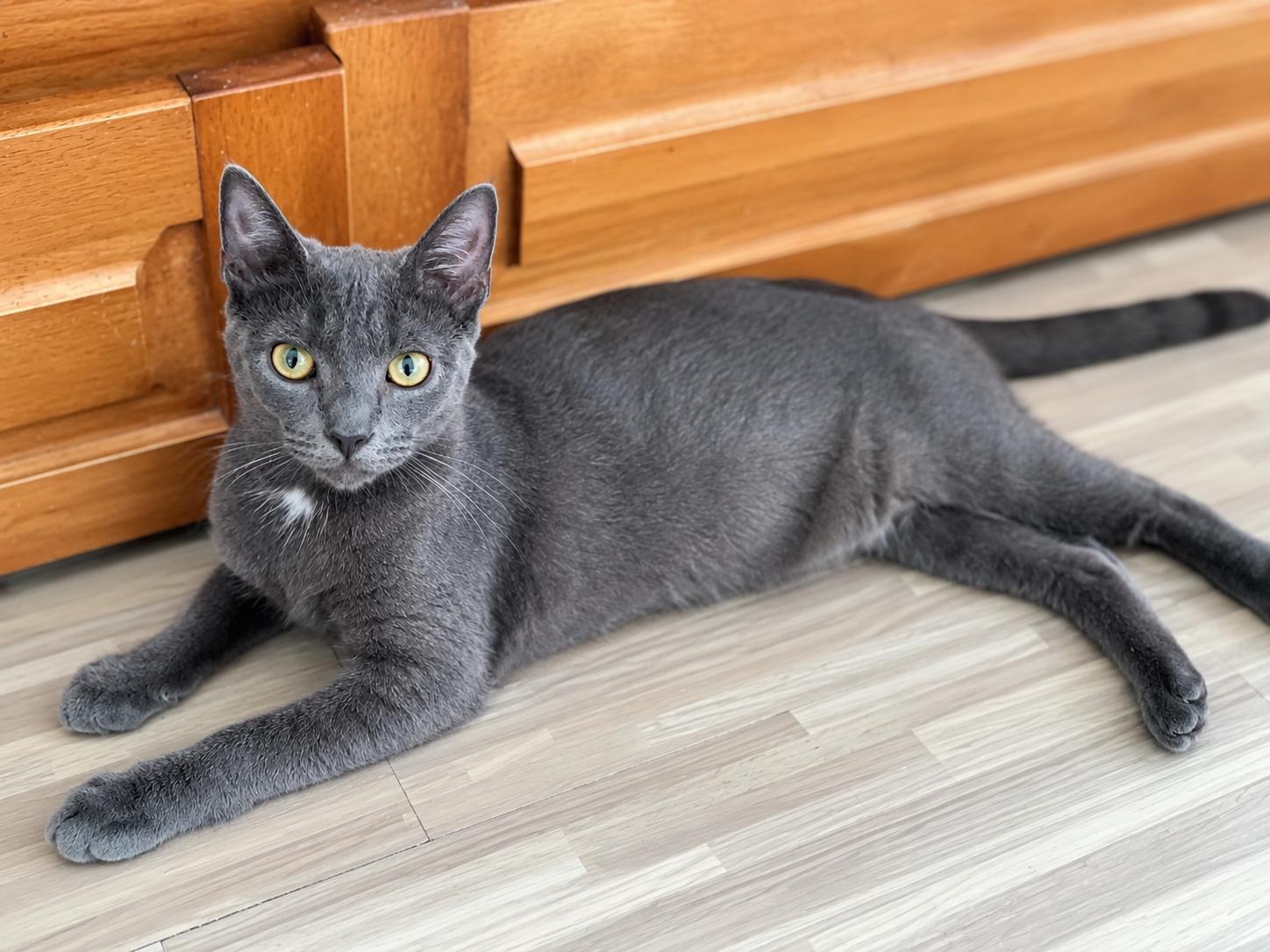 Adonis, Adoptable, Young Male Domestic Short Hair & Russian Blue.
