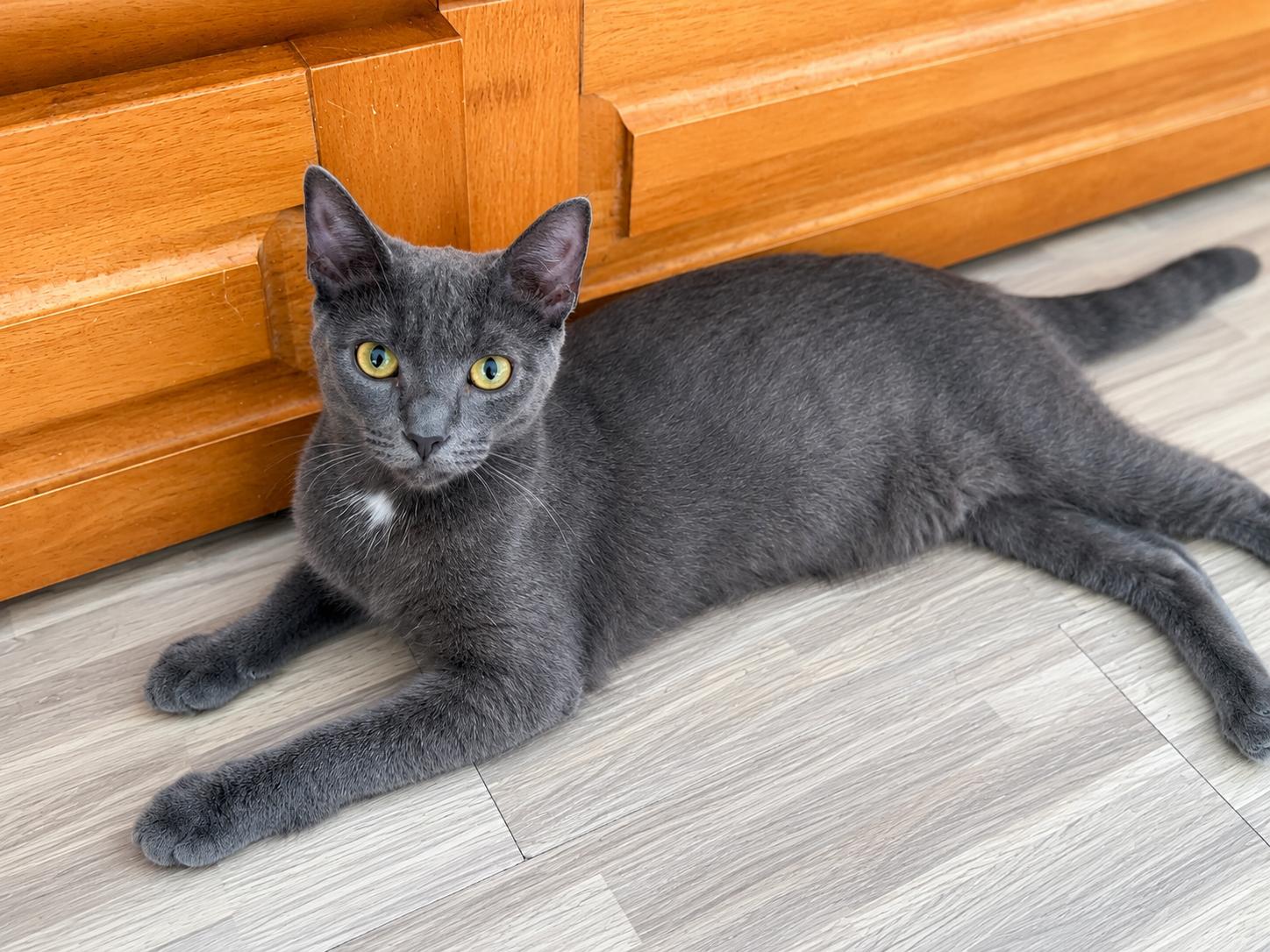 Enlarge Adonis, a Adoptable mixed breed in Montclair, NJ image 3/5