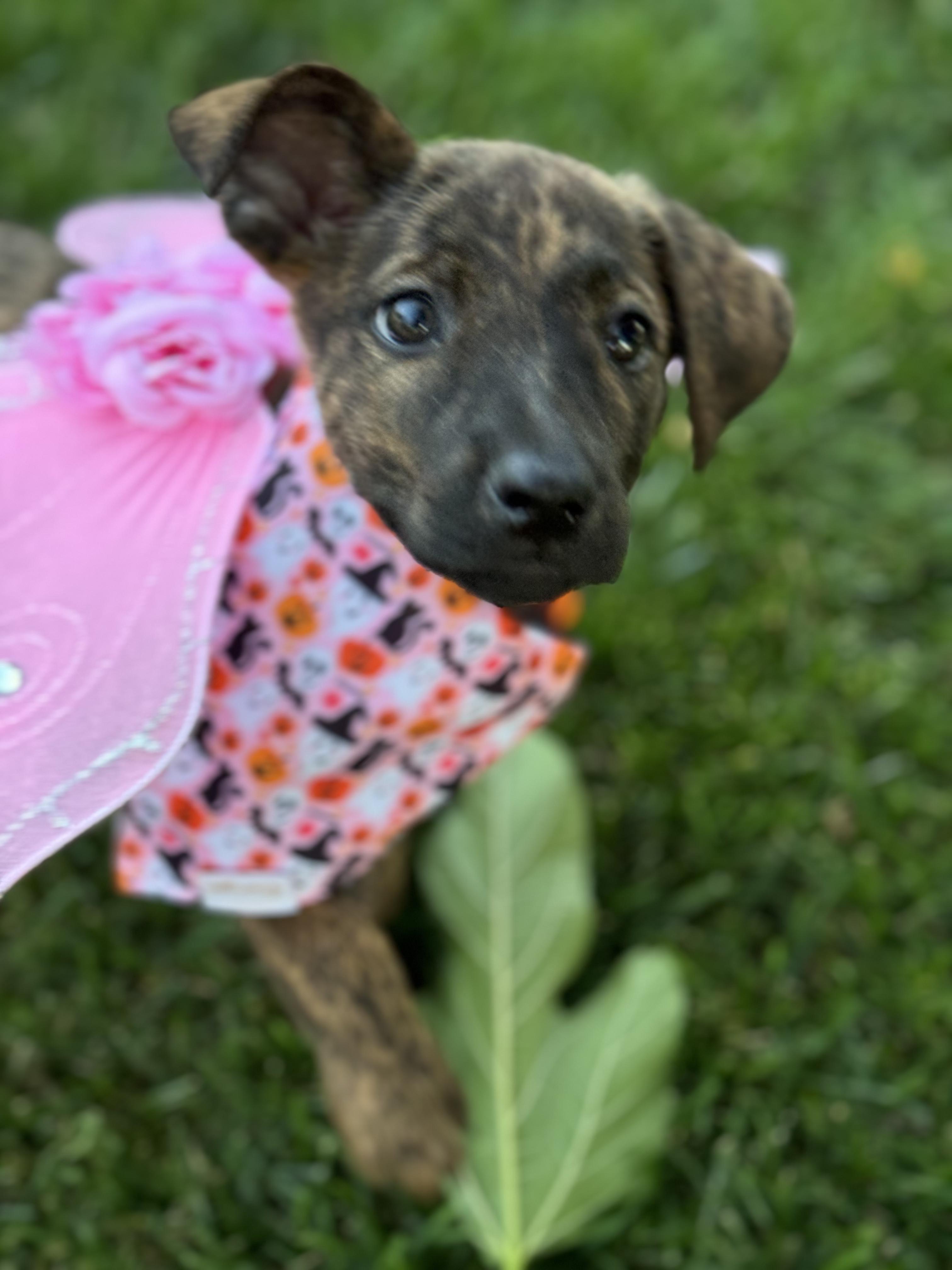 Dog for adoption Waffles, a Chihuahua Mix in Sacramento, CA Petfinder