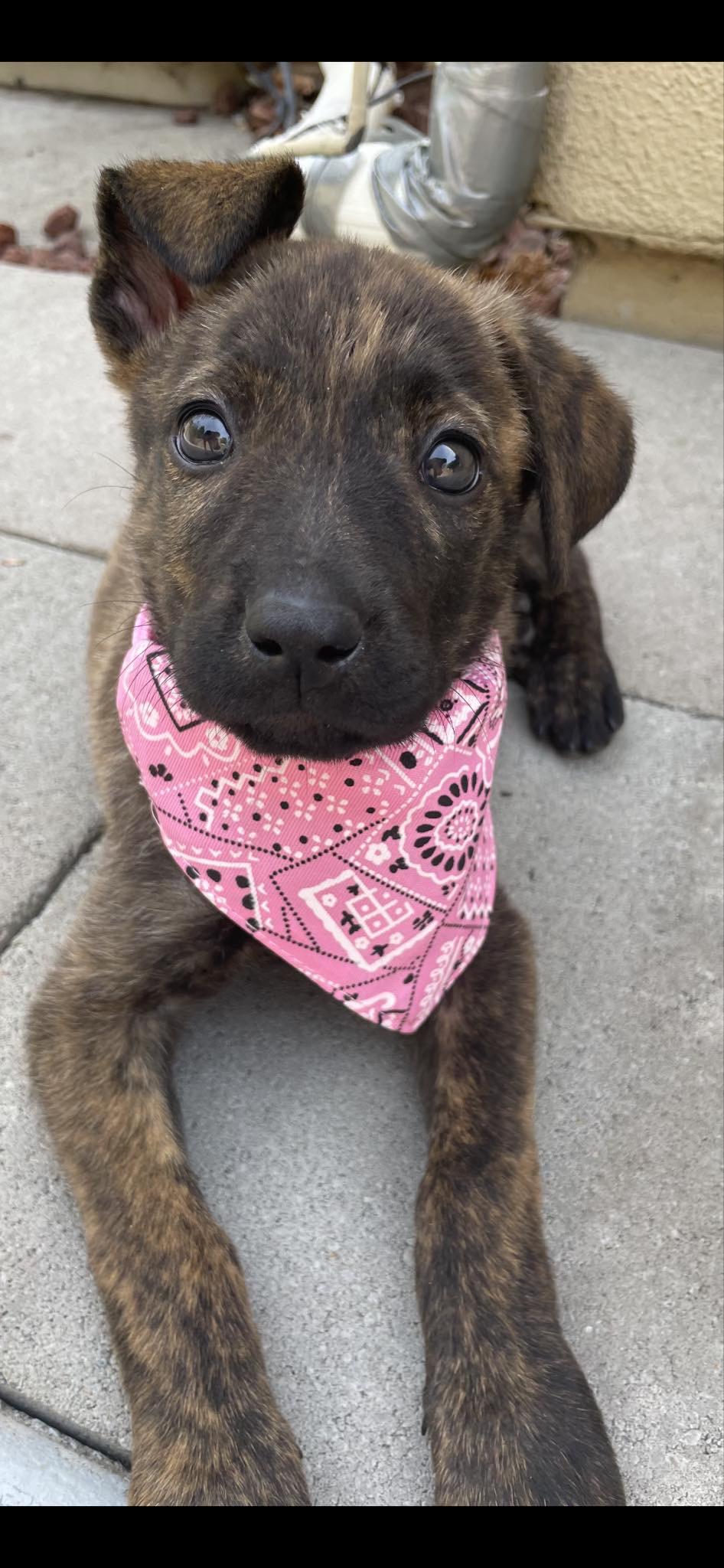 Dog for adoption Waffles, a Chihuahua Mix in Sacramento, CA Petfinder