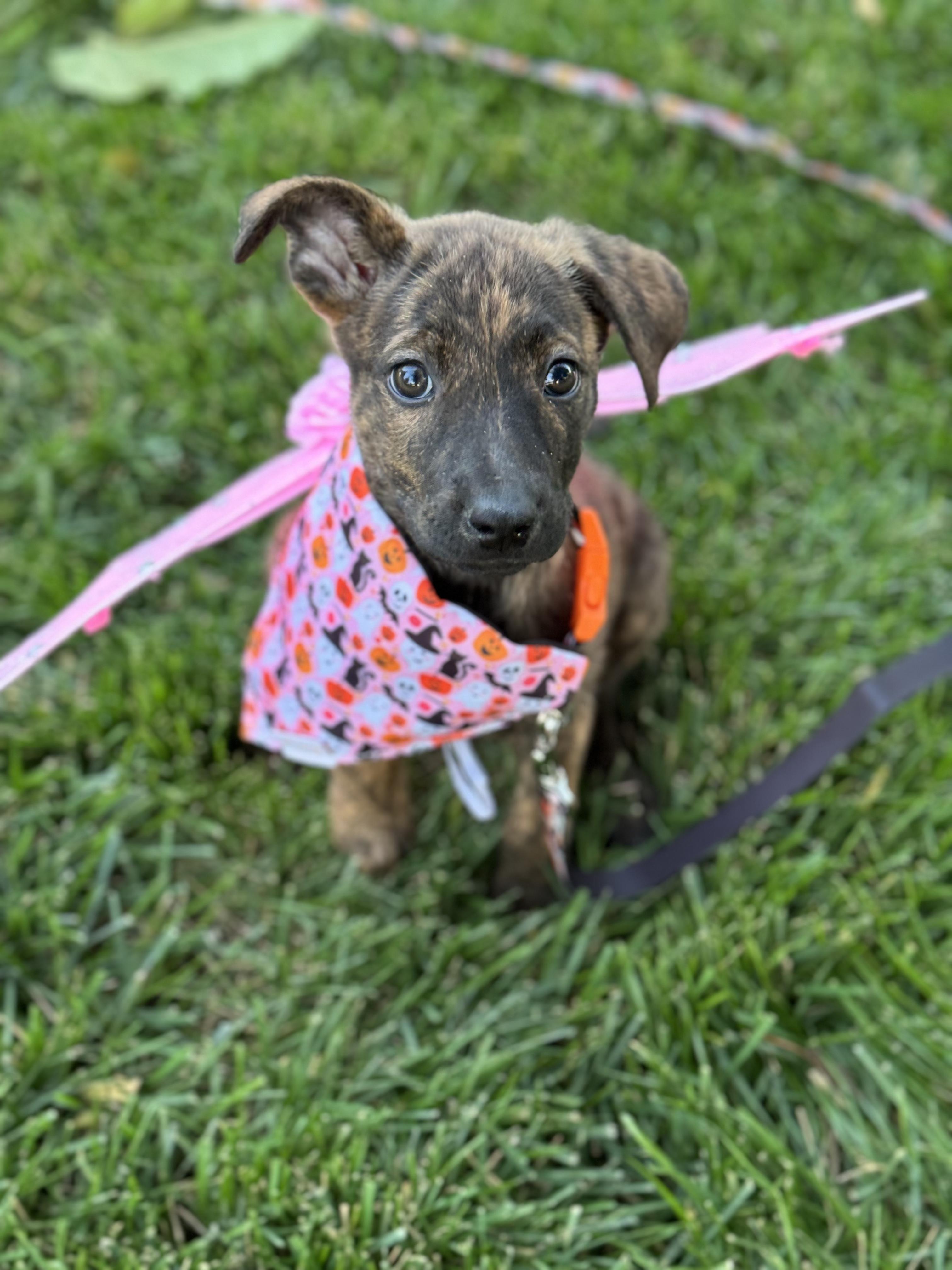 Dog for adoption Waffles, a Chihuahua Mix in Sacramento, CA Petfinder