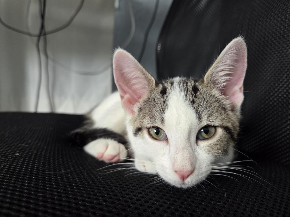 Enlarge Pounce, a Adoptable Domestic Short Hair in Orlando, FL image 1/1