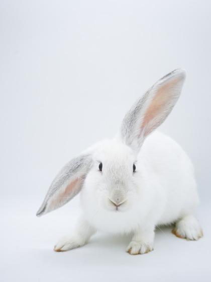 Scarlette, a Adoptable mixed breed in Bowling Green, KY image 2/3