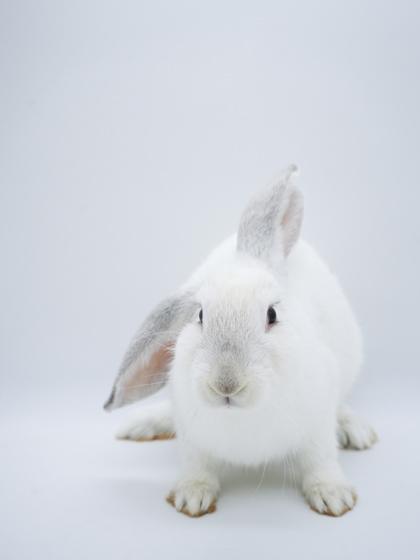 Scarlette, a Adoptable mixed breed in Bowling Green, KY image 3/3
