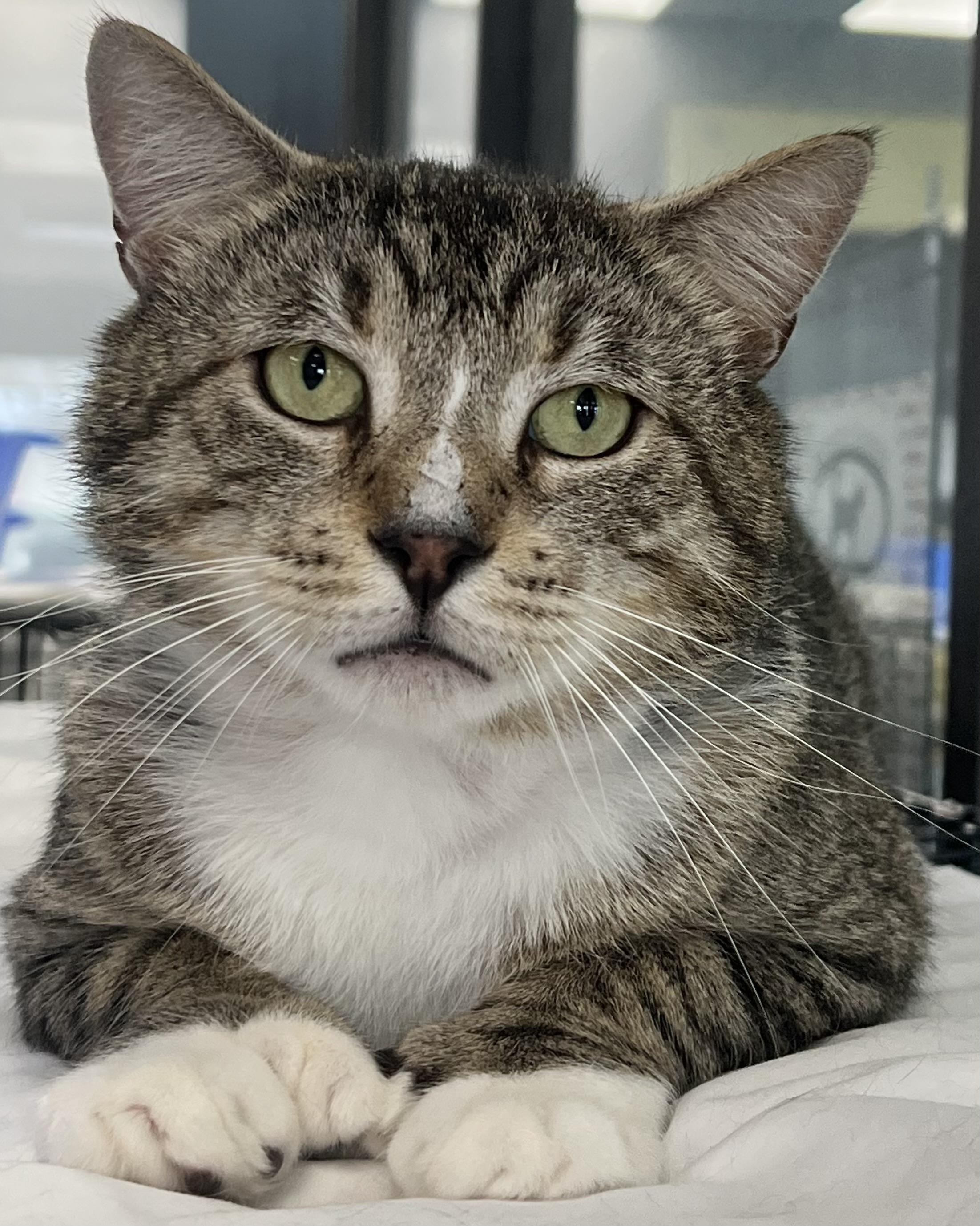 Magnum, ADOPTABLE, Young Male Domestic Short Hair.