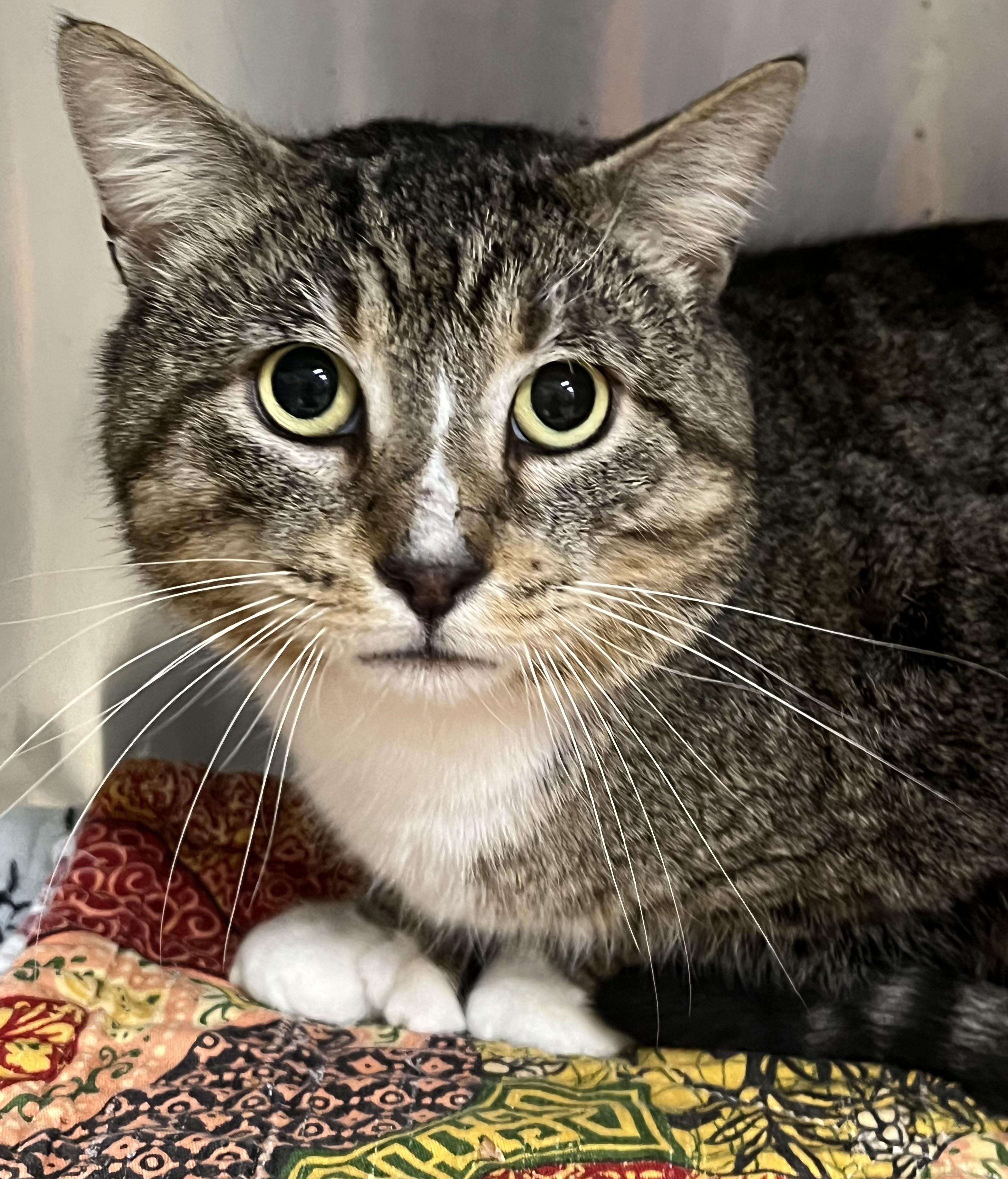 Enlarge Magnum, a ADOPTABLE Domestic Short Hair in Johnston, RI image 1/6