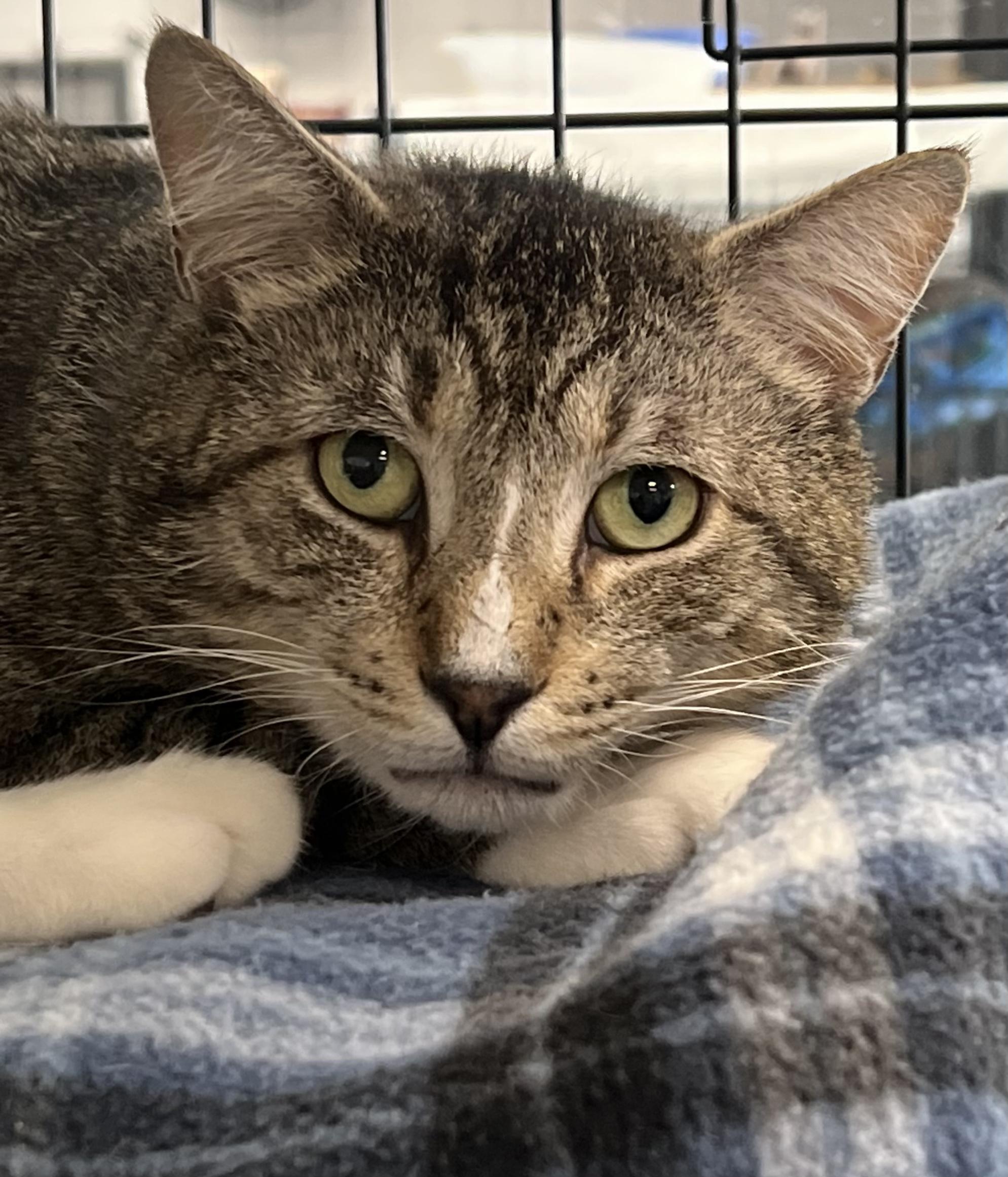 Enlarge Magnum, a ADOPTABLE Domestic Short Hair in Johnston, RI image 2/6