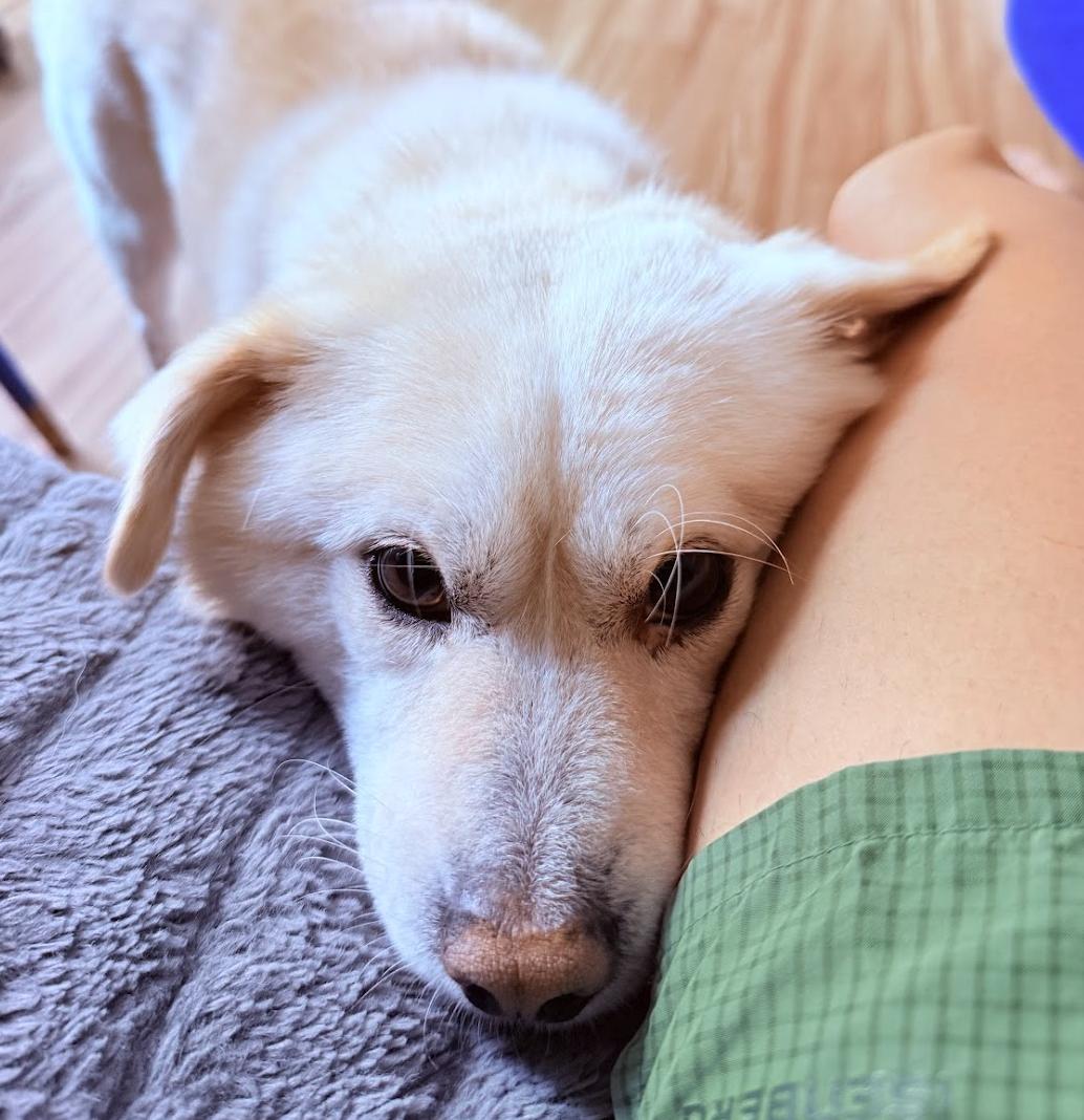 Daebagi, a ADOPTABLE mixed breed in Manchester , NH image 6/6