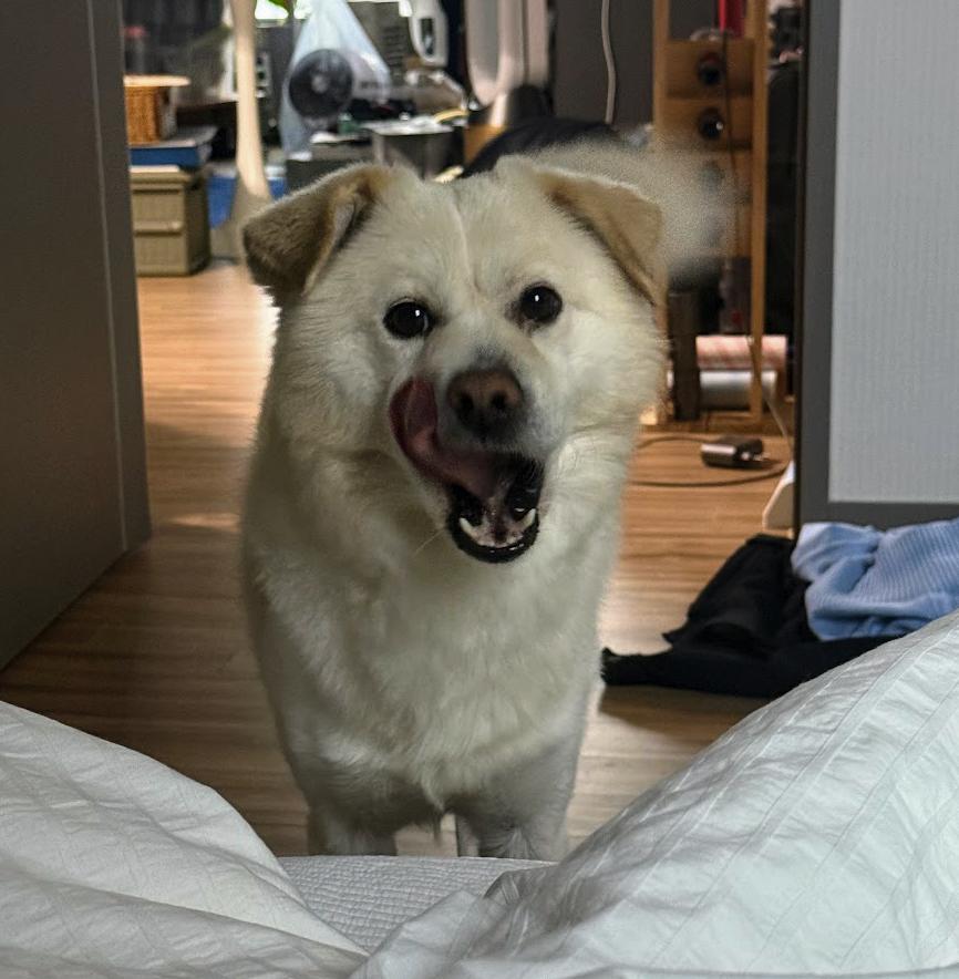 Daebagi, a ADOPTABLE mixed breed in Manchester , NH image 4/6