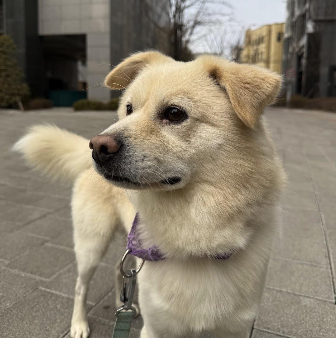 Daebagi, a ADOPTABLE mixed breed in Manchester , NH image 2/6
