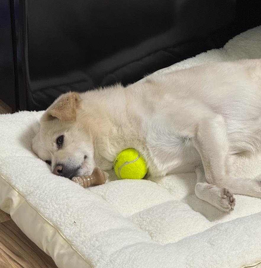 Daebagi, a ADOPTABLE mixed breed in Manchester , NH image 5/6