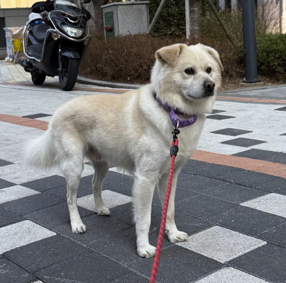 Daebagi, a ADOPTABLE mixed breed in Manchester , NH image 3/6