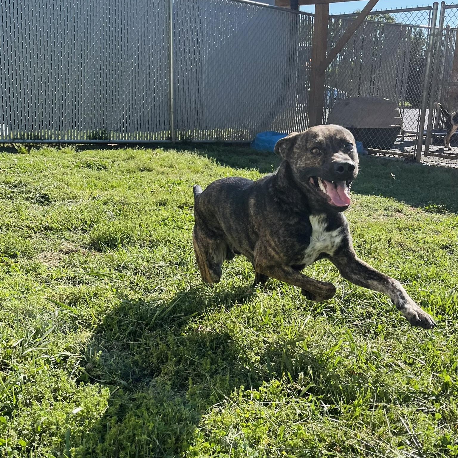 Hudson, a ADOPTABLE Mixed Breed in Martinsville, VA image 2/5