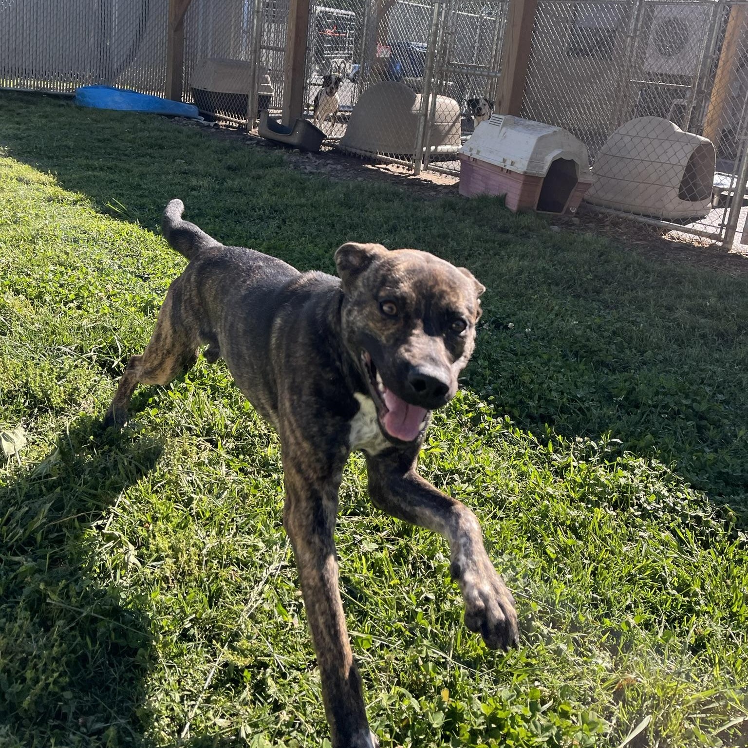 Hudson, a ADOPTABLE Mixed Breed in Martinsville, VA image 5/5