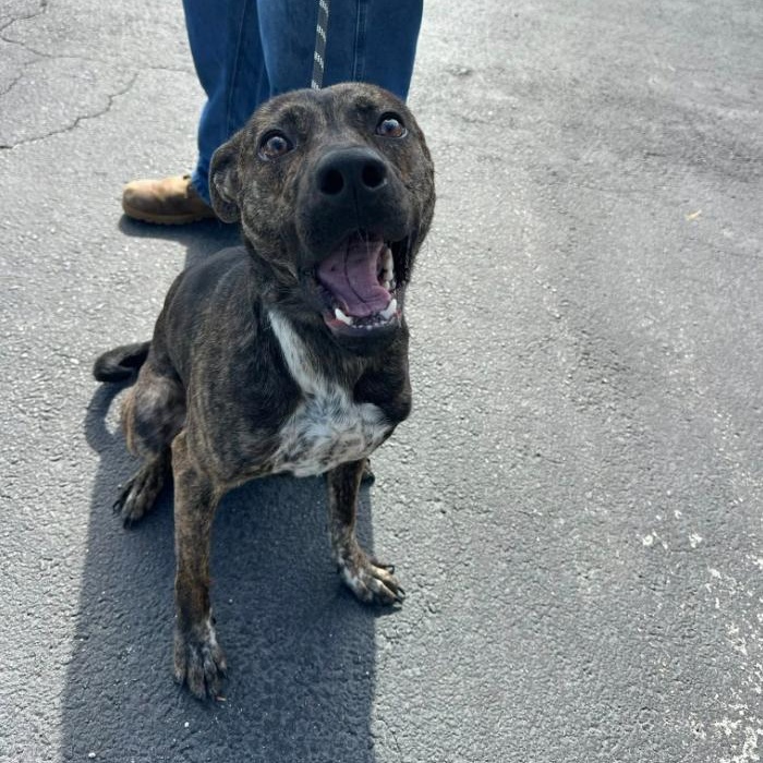 Hudson, a ADOPTABLE Mixed Breed in Martinsville, VA image 1/5
