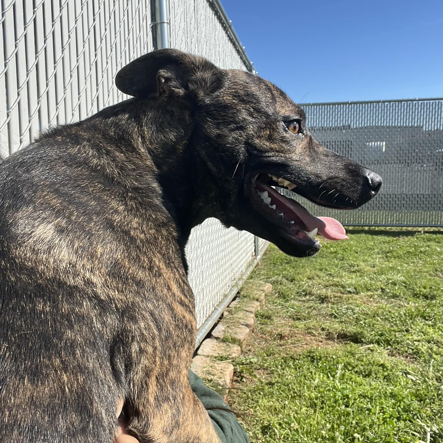 Hudson, a ADOPTABLE Mixed Breed in Martinsville, VA image 3/5