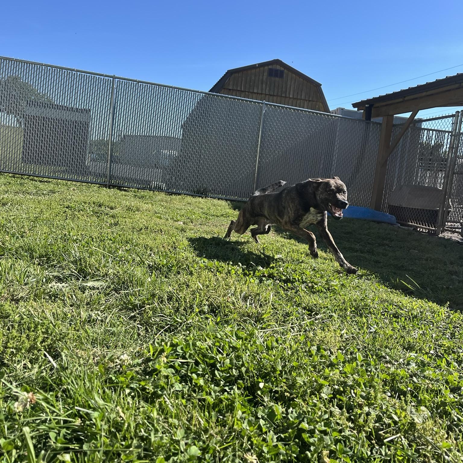 Hudson, a ADOPTABLE Mixed Breed in Martinsville, VA image 4/5