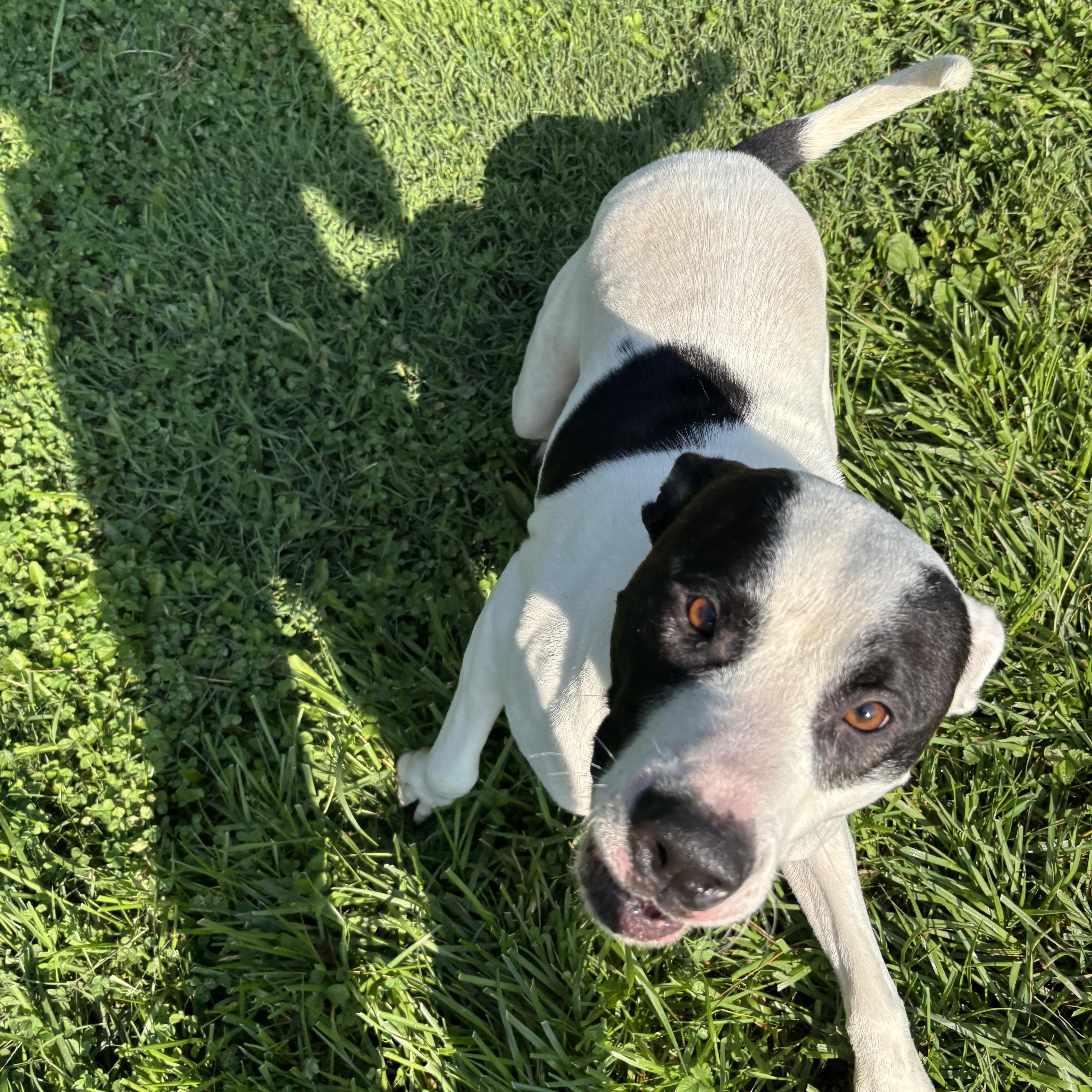 Enlarge Robin, a ADOPTABLE mixed breed in Circleville, OH image 3/3