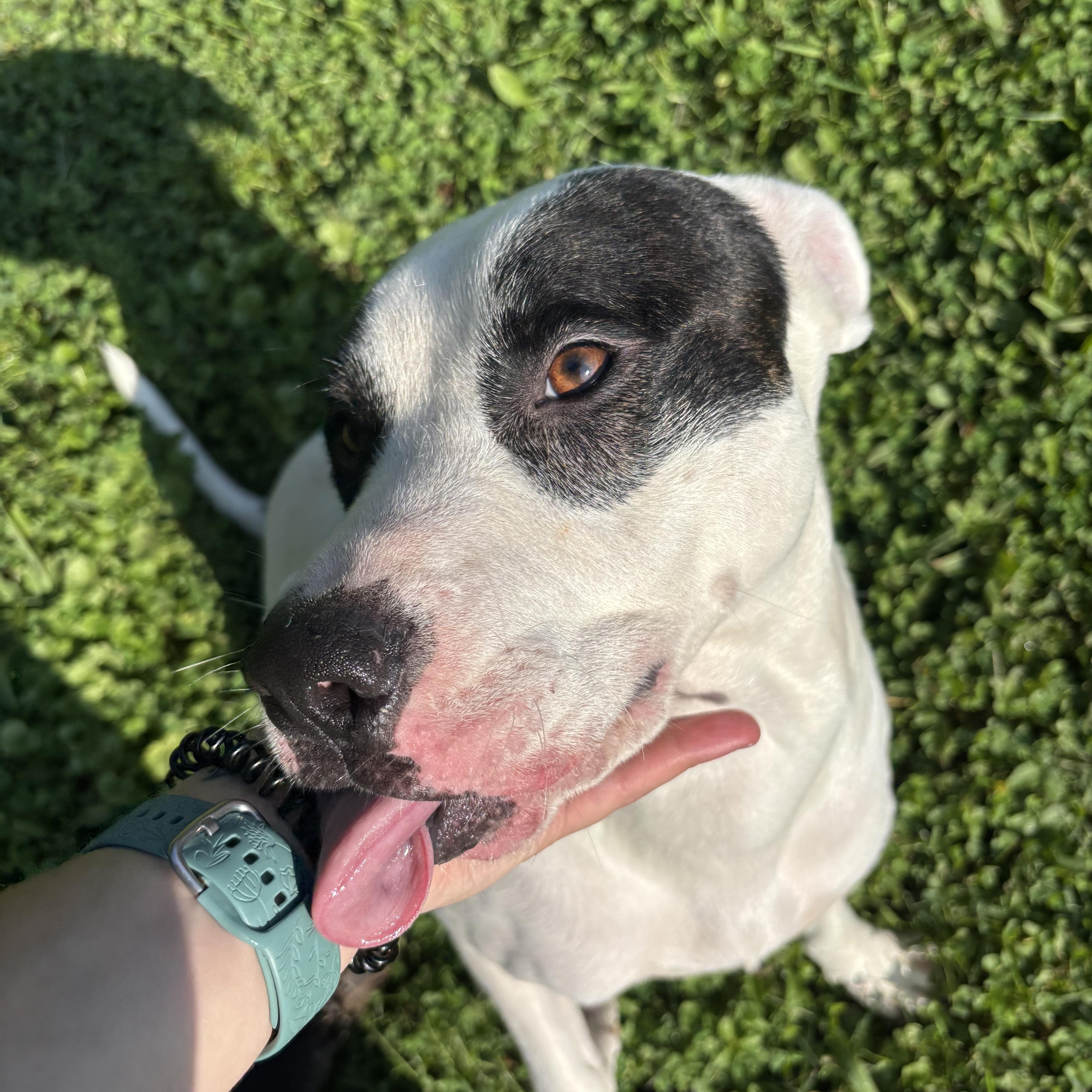 Robin, ADOPTABLE, Young Male Mixed Breed.