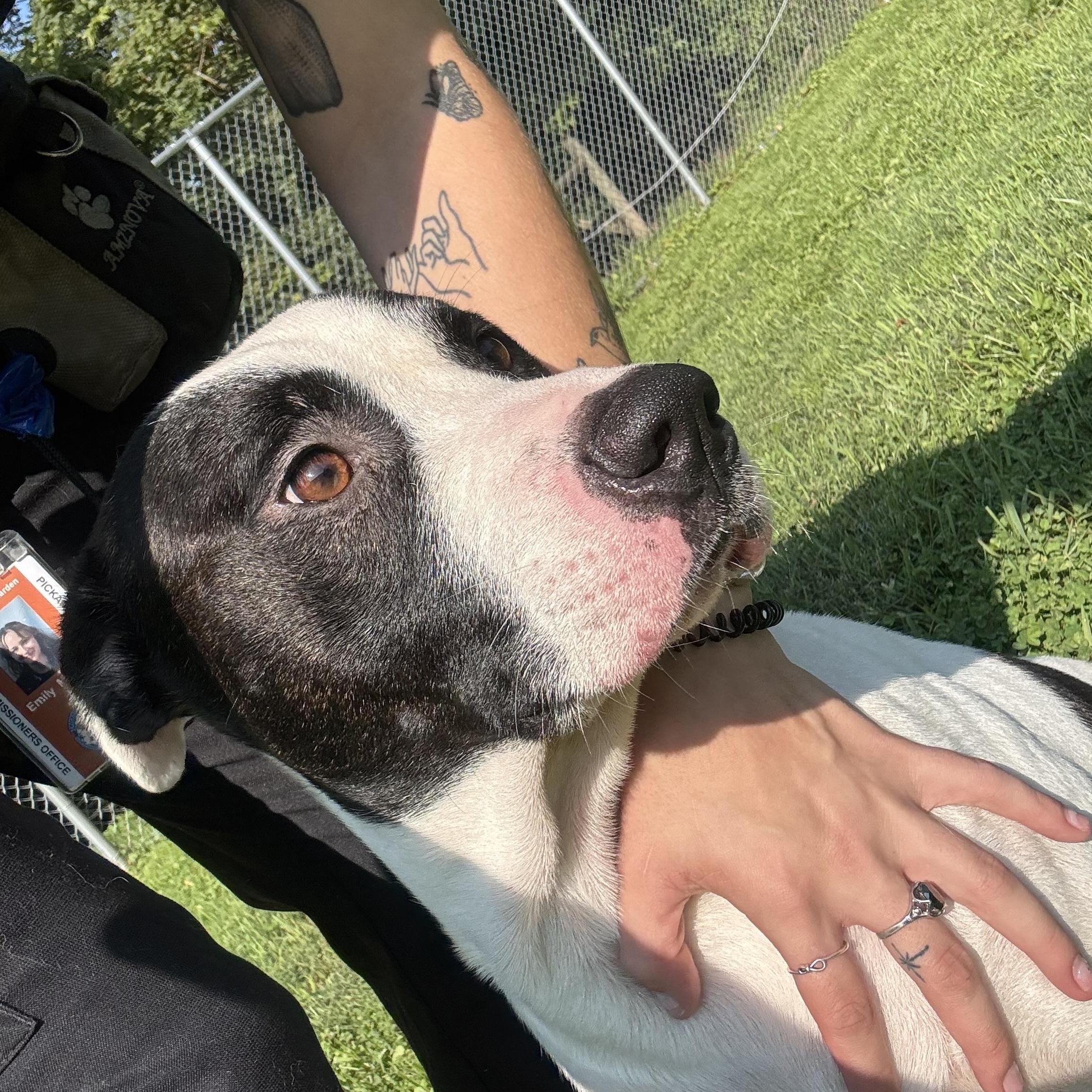 Enlarge Robin, a ADOPTABLE mixed breed in Circleville, OH image 2/3