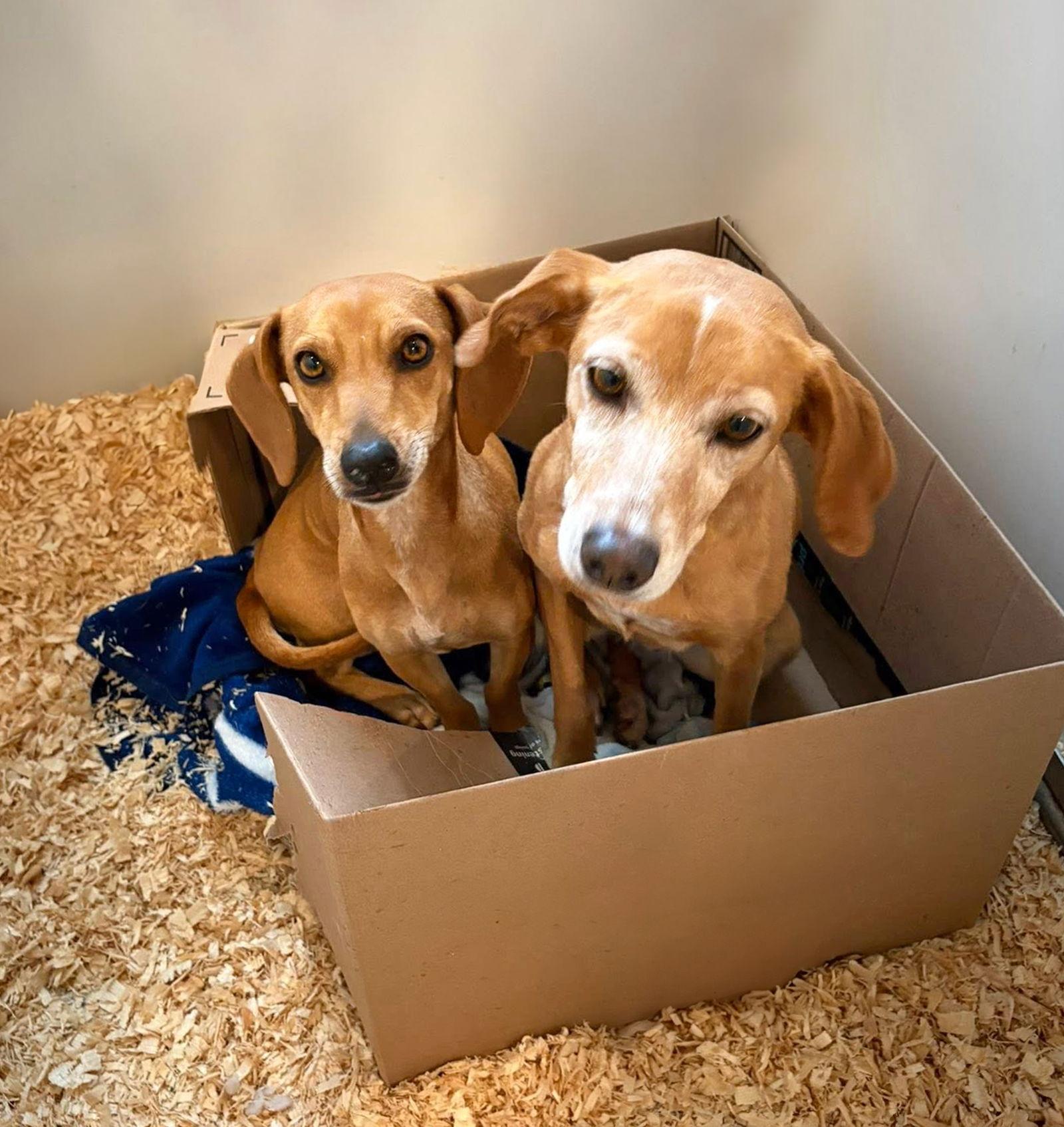 Enlarge Ginger, a Adoptable Dachshund in Coatesville, PA image 1/2