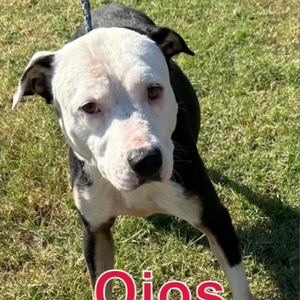 Enlarge Bubba, an adopted mixed breed in Hagerstown, MD image 1/1