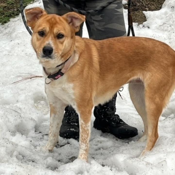 Hope, Adoptable, Adult Female Cattle Dog.