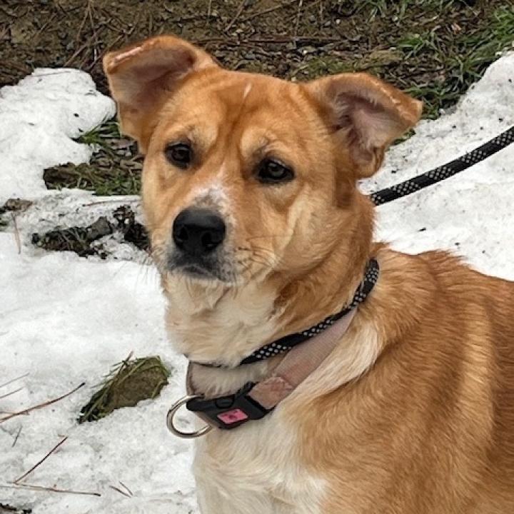 Hope, a Adoptable Cattle Dog in Cashmere, WA image 2/4