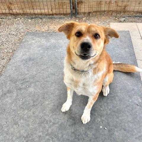 Hope, a Adoptable Cattle Dog in Cashmere, WA image 3/4