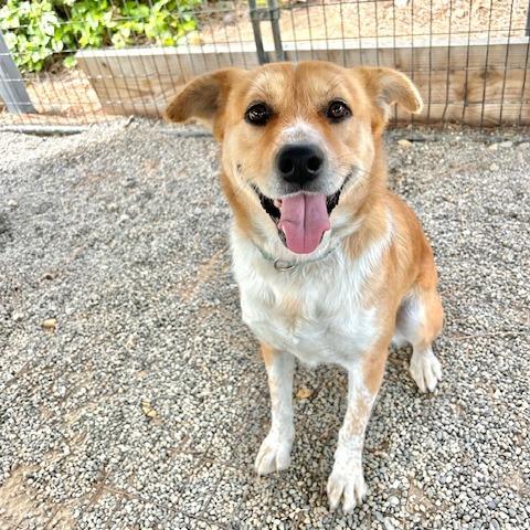 Hope, a Adoptable Cattle Dog in Cashmere, WA image 4/4