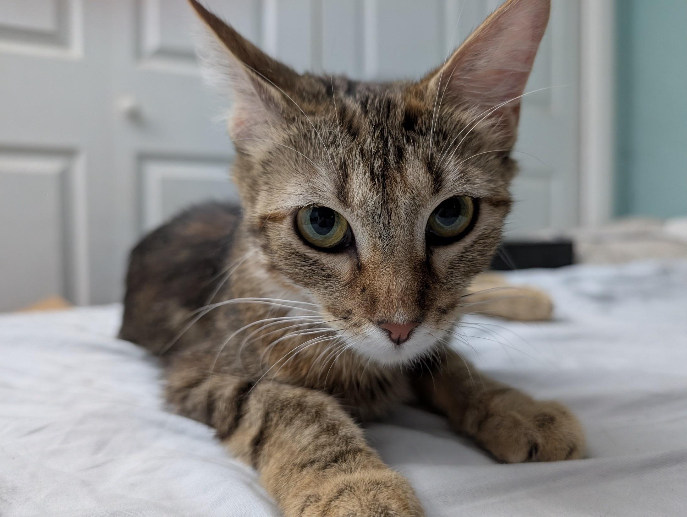 Laurel - In Foster
