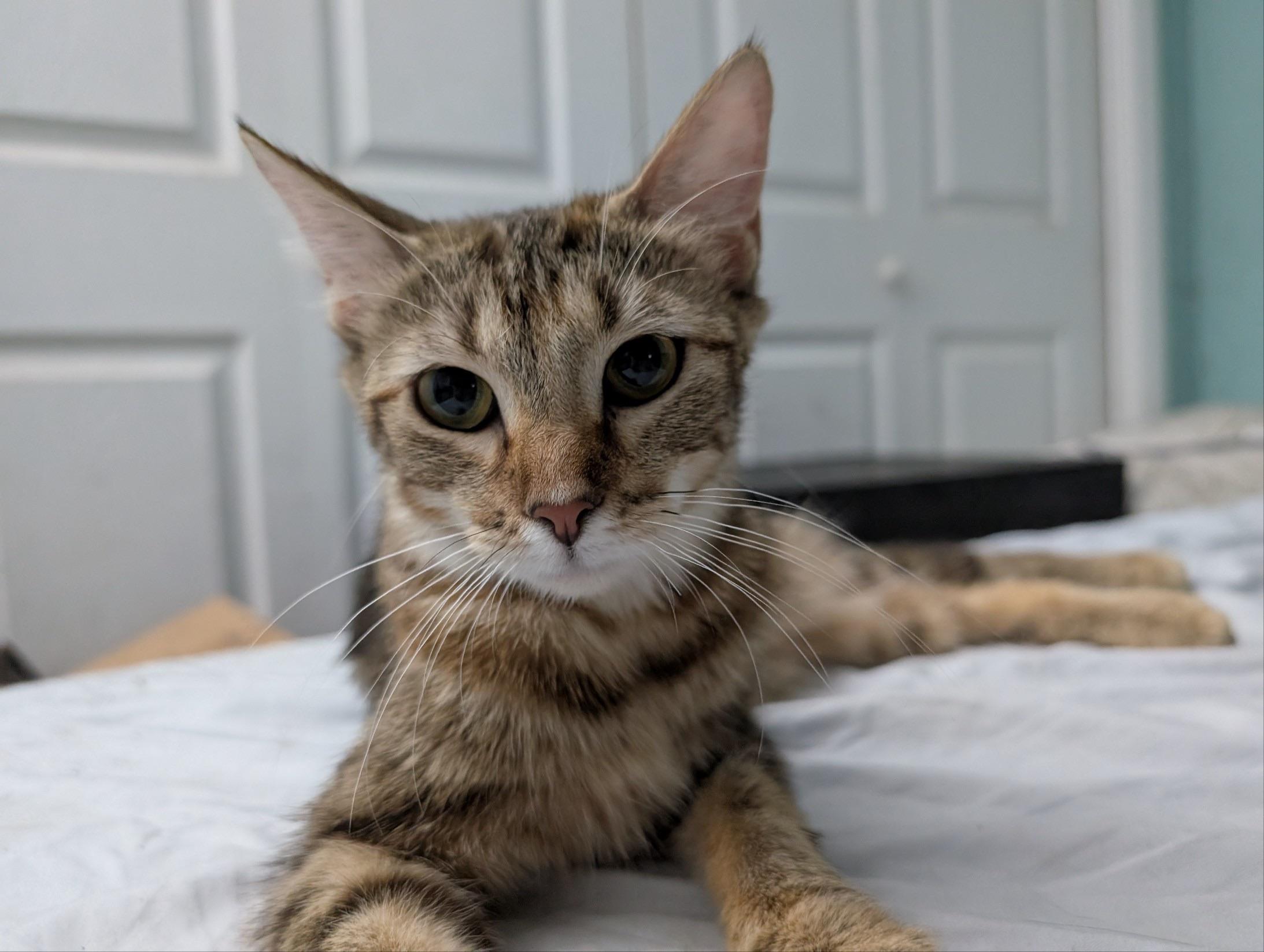 Laurel - In Foster photo 2