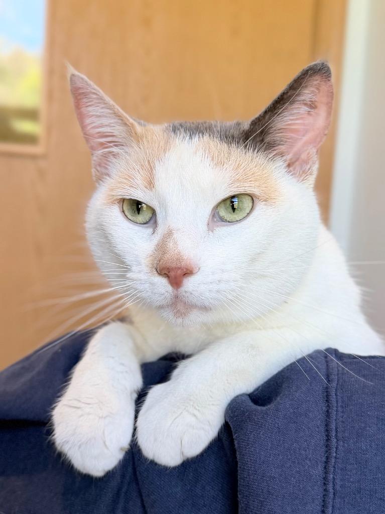 Ophelia, Adoptable, Adult Female Domestic Short Hair.