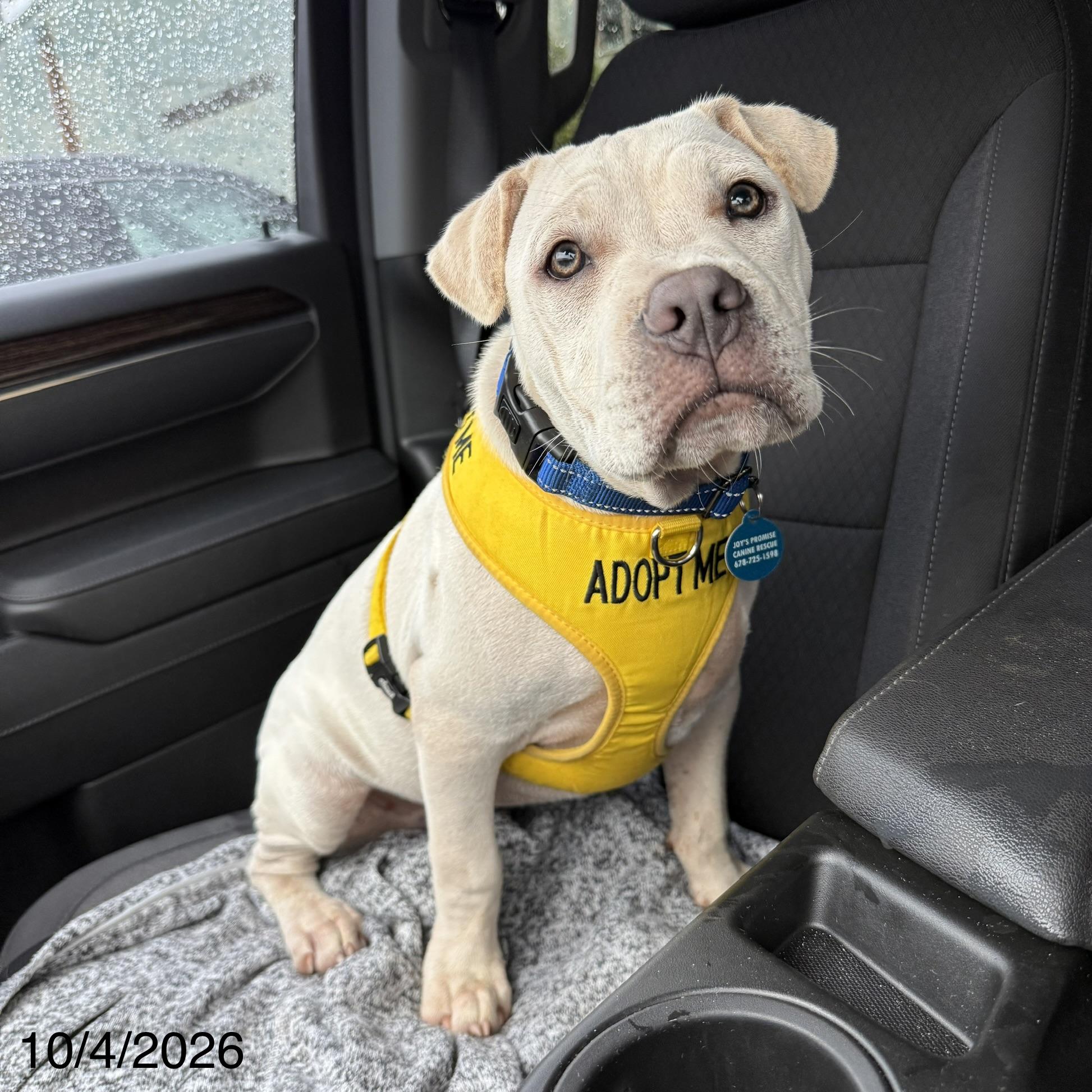 Simon, Adoptable, Puppy Male Mixed Breed.
