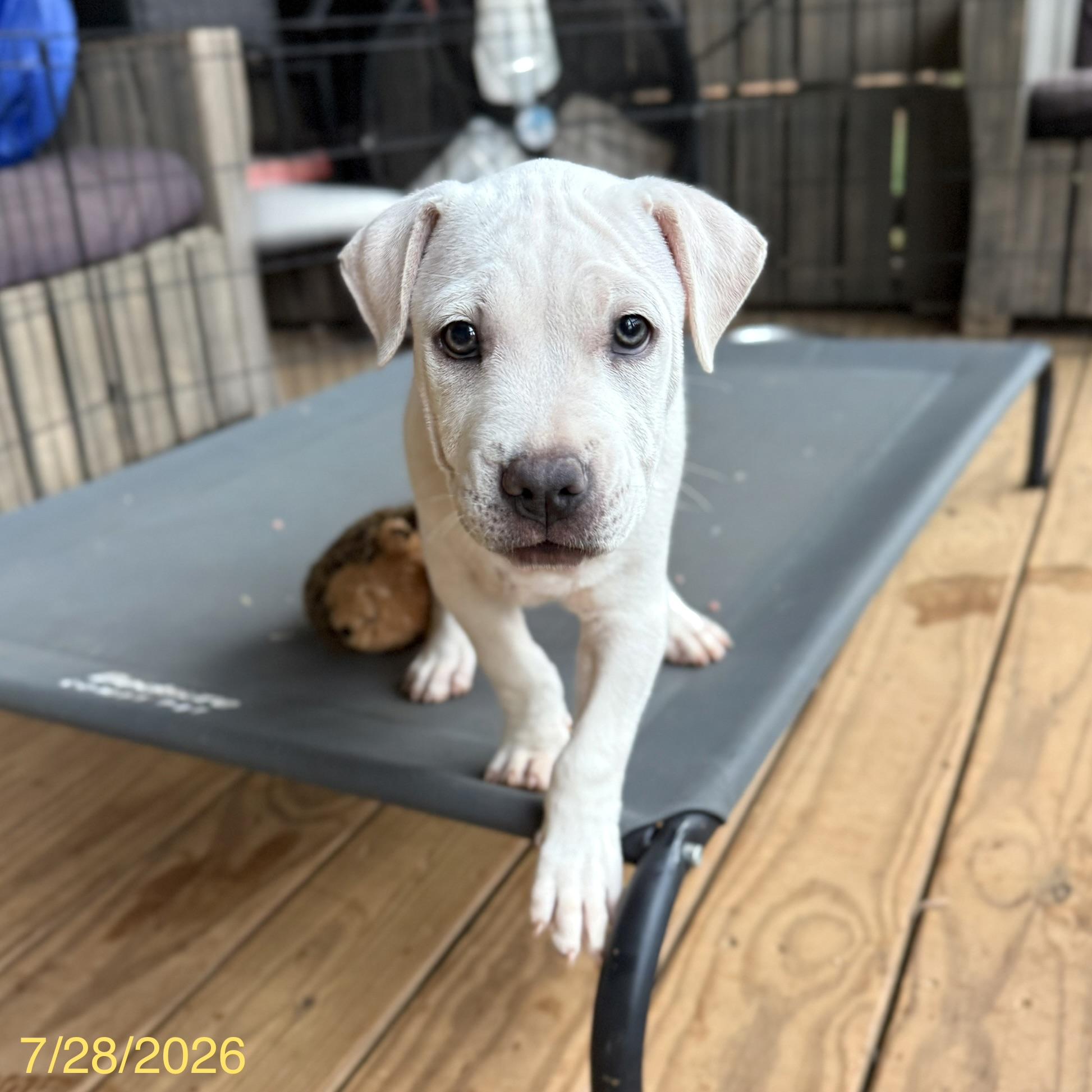 Simon, an adoptable mixed breed in Jackson, GA image 2/6