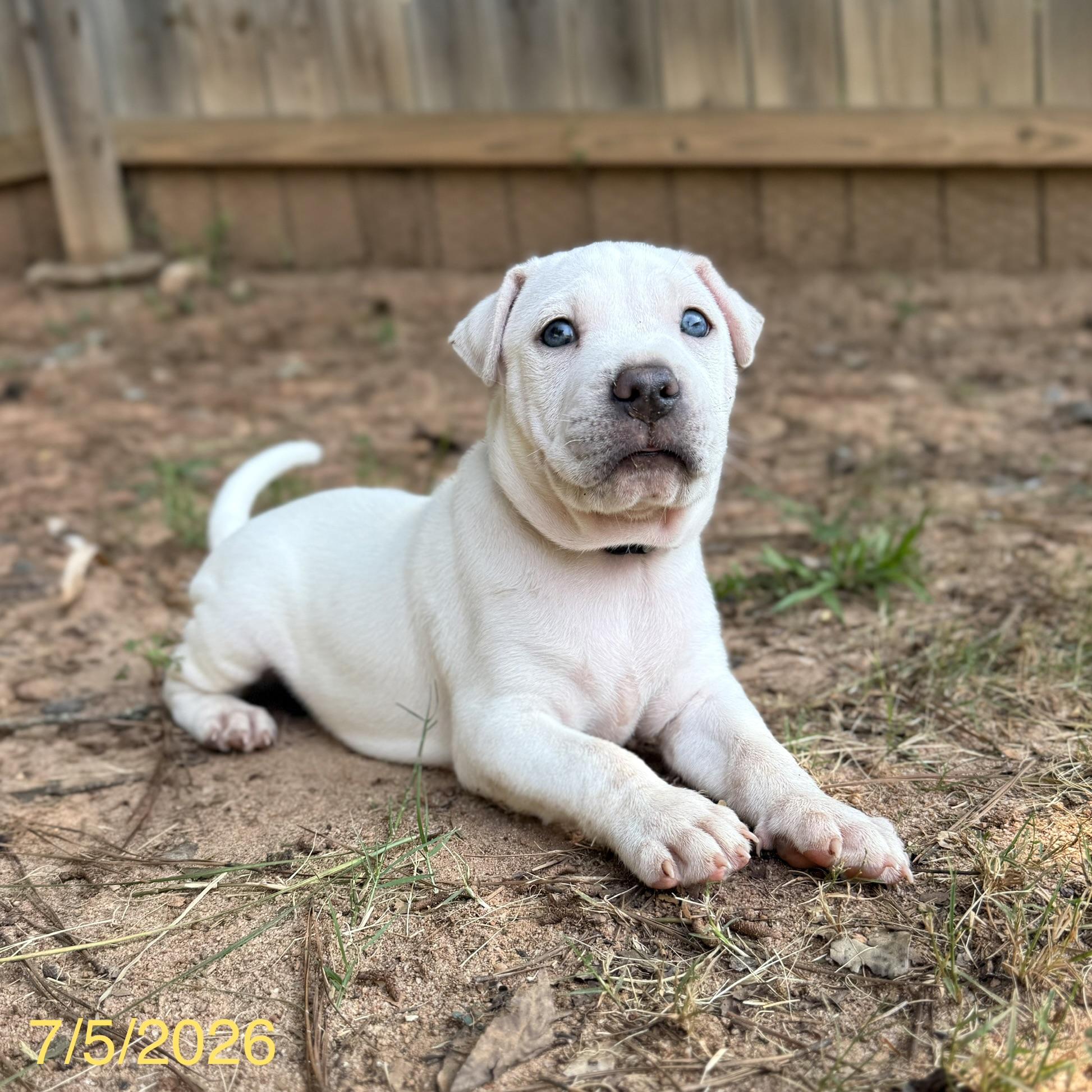 Enlarge Simon, a ADOPTABLE mixed breed in Jackson, GA image 4/5