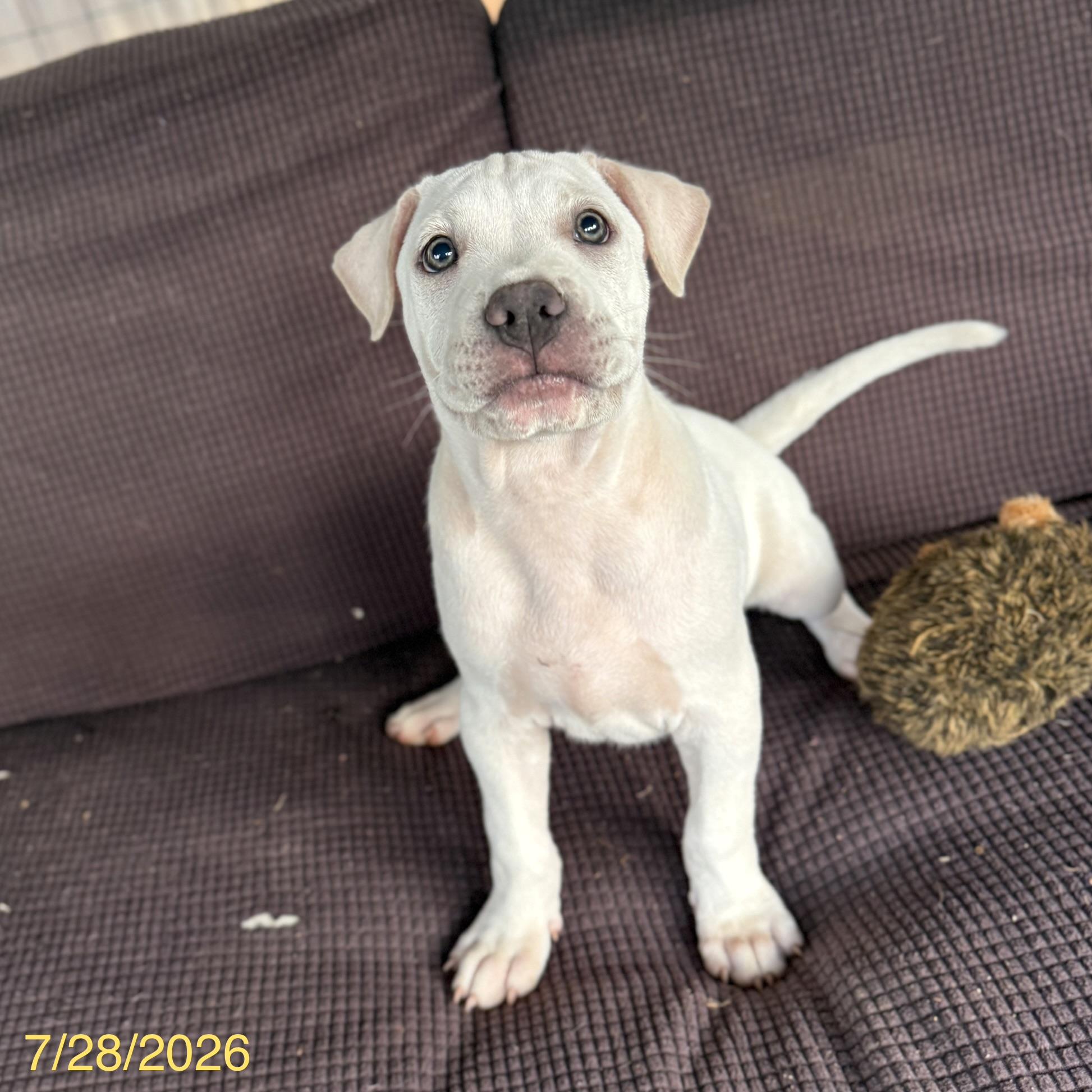 Simon, adoptable, Puppy Male Mixed Breed.