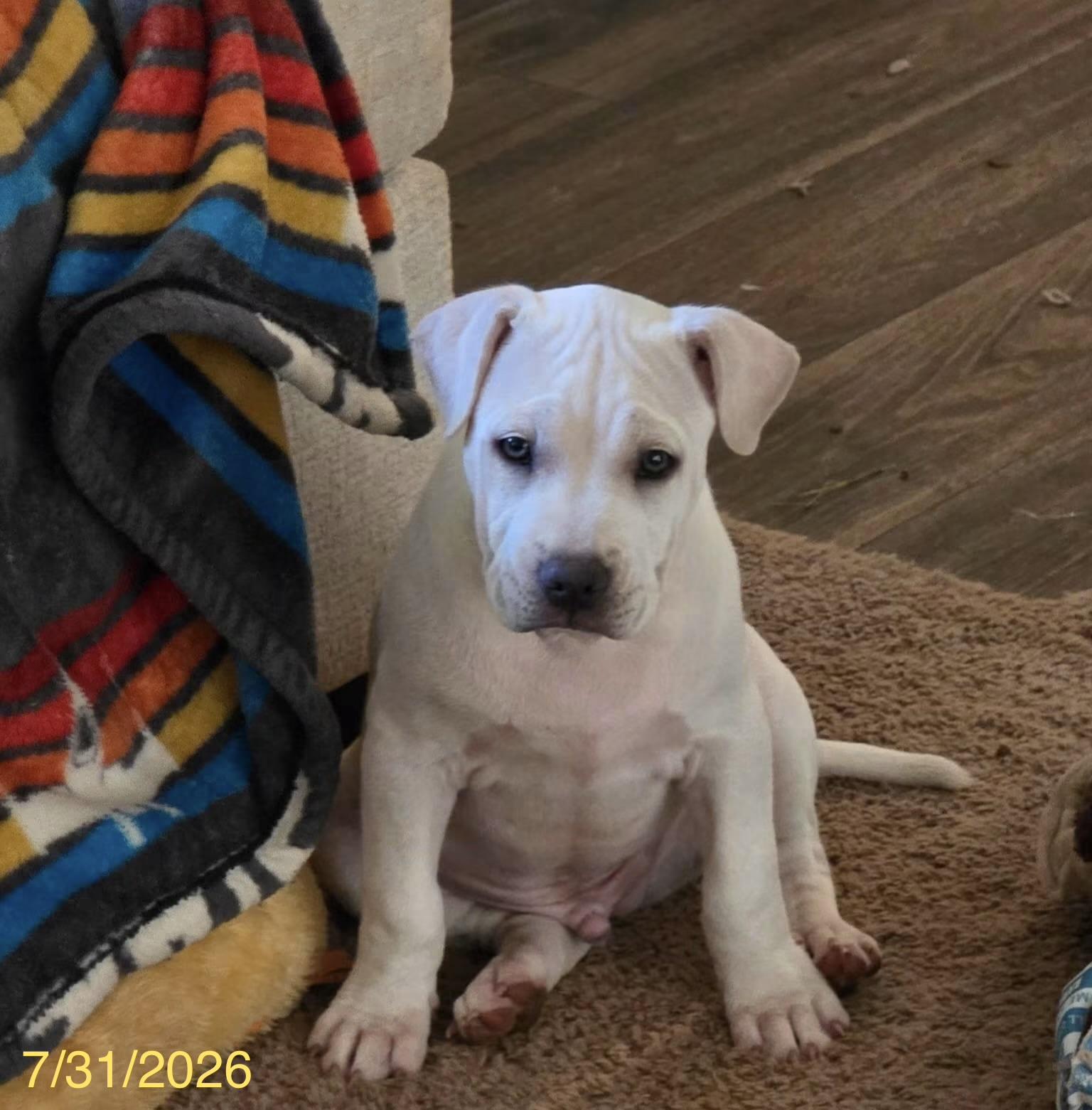 Simon, an adoptable mixed breed in Jackson, GA image 5/6