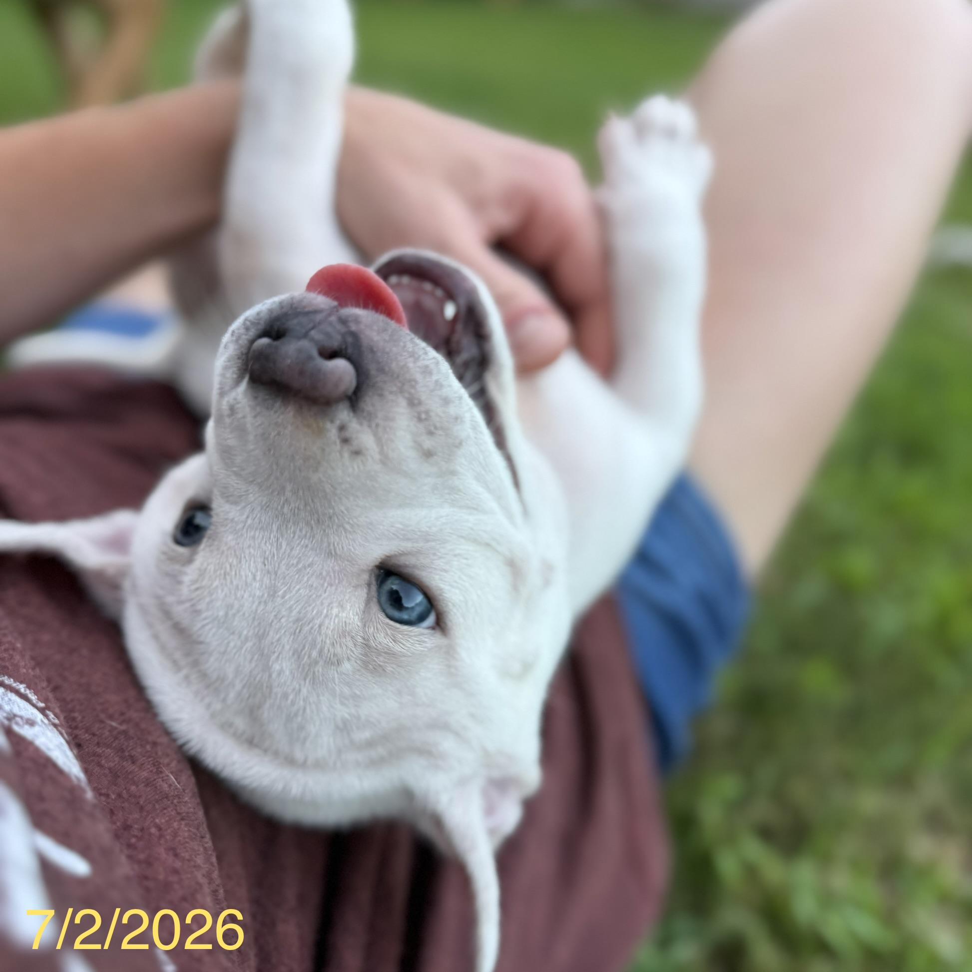 Enlarge Simon, a ADOPTABLE mixed breed in Jackson, GA image 5/5
