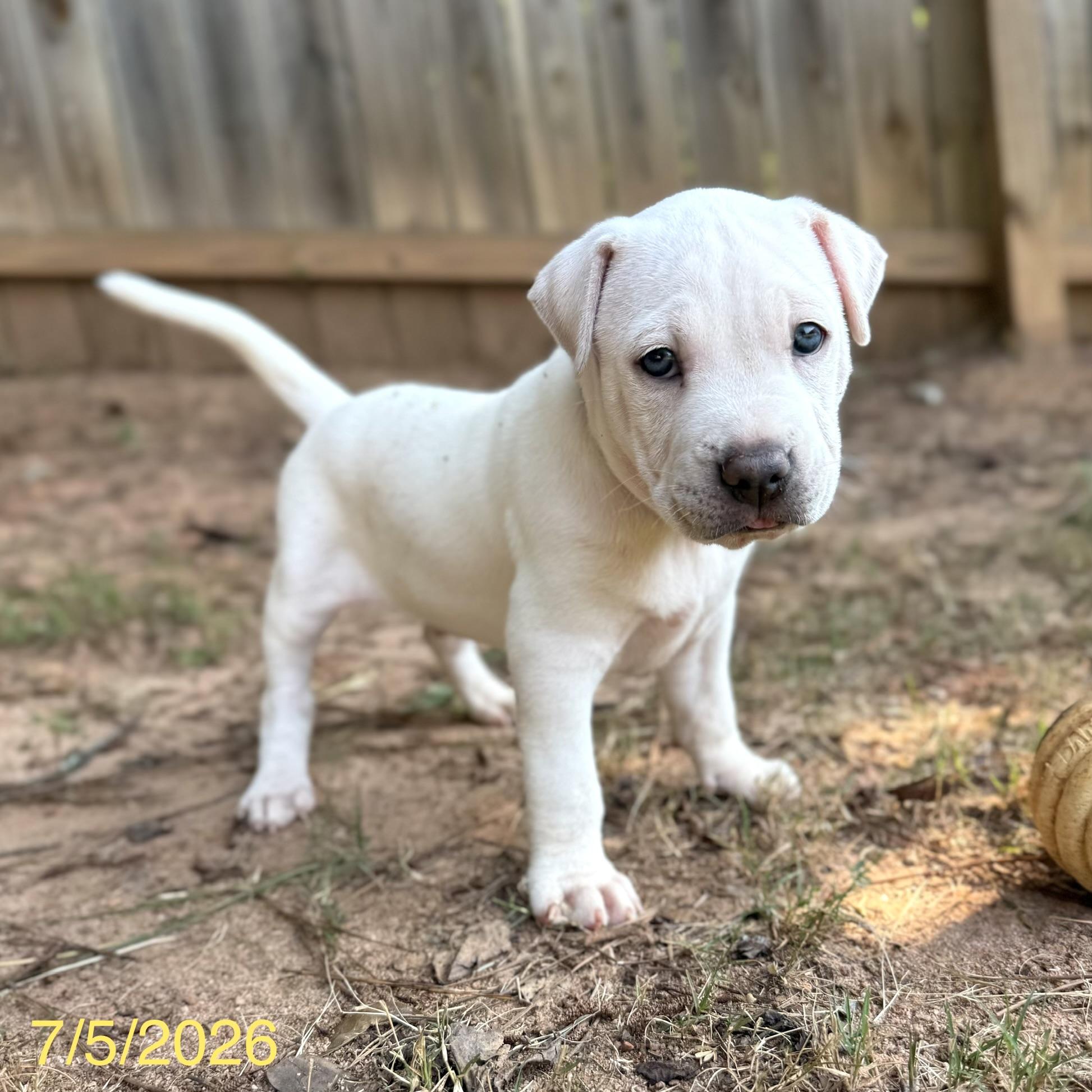 Enlarge Simon, a ADOPTABLE mixed breed in Jackson, GA image 3/5