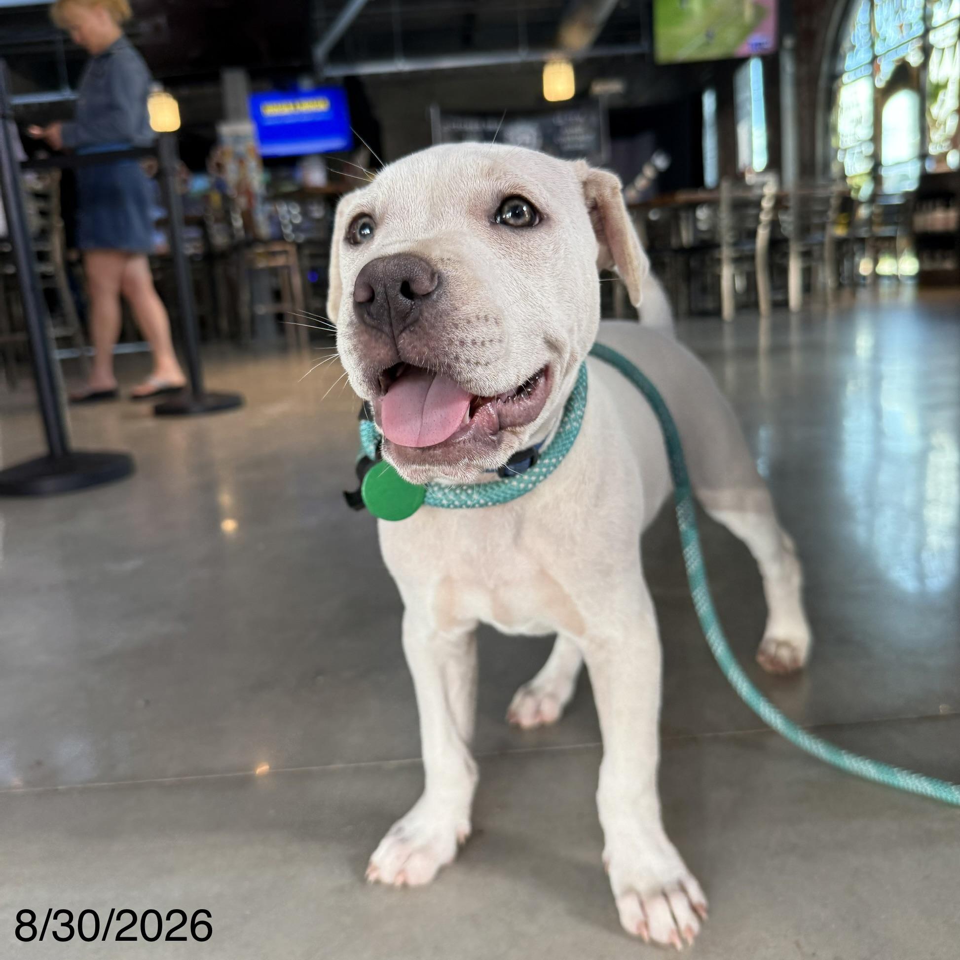 Simon, Adoptable, Puppy Male Mixed Breed.
