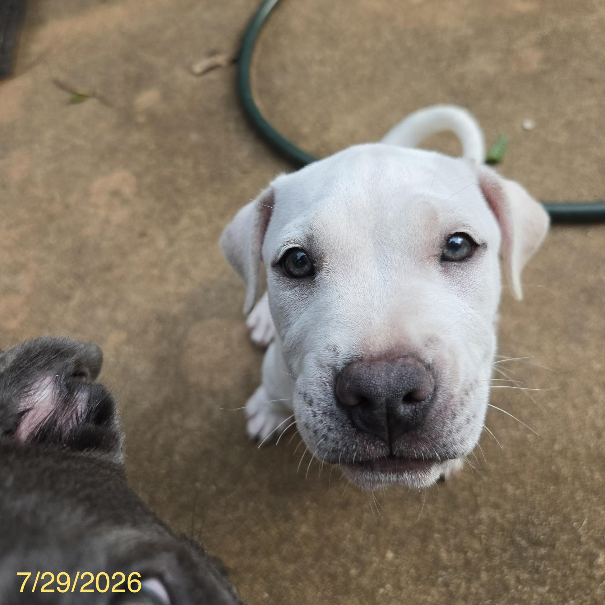 Simon, an adoptable mixed breed in Jackson, GA image 6/6