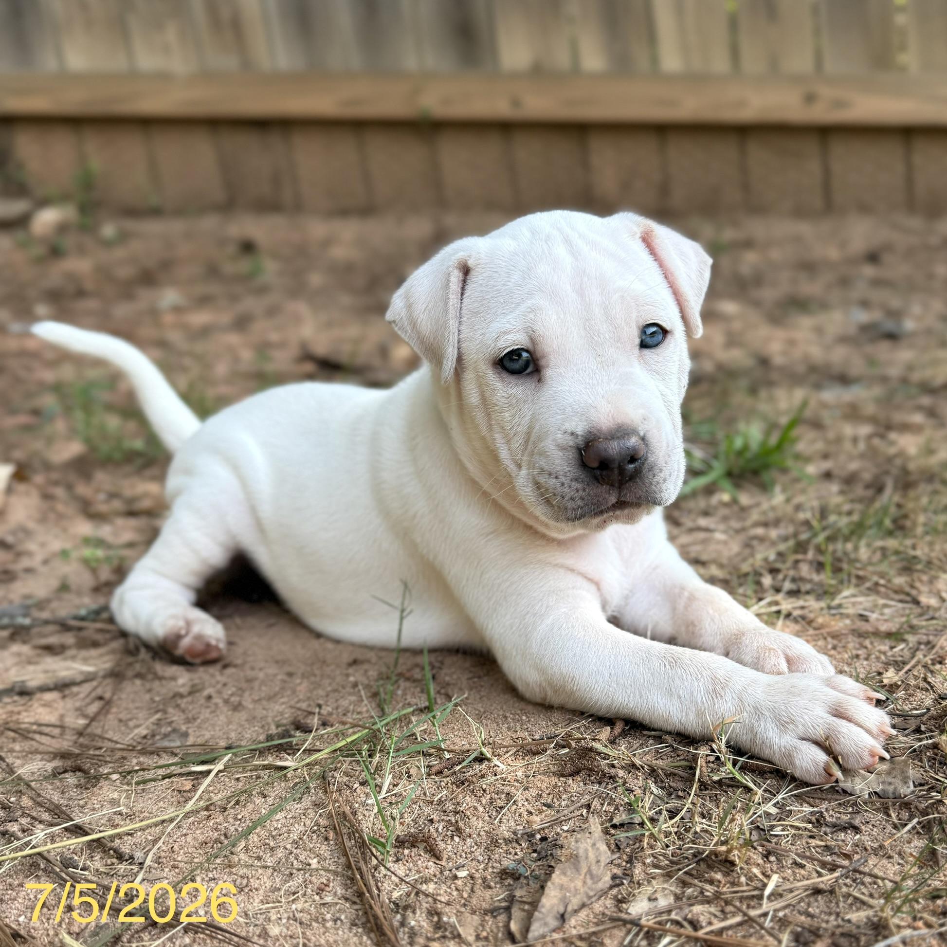 Simon, ADOPTABLE, Puppy Male Mixed Breed.