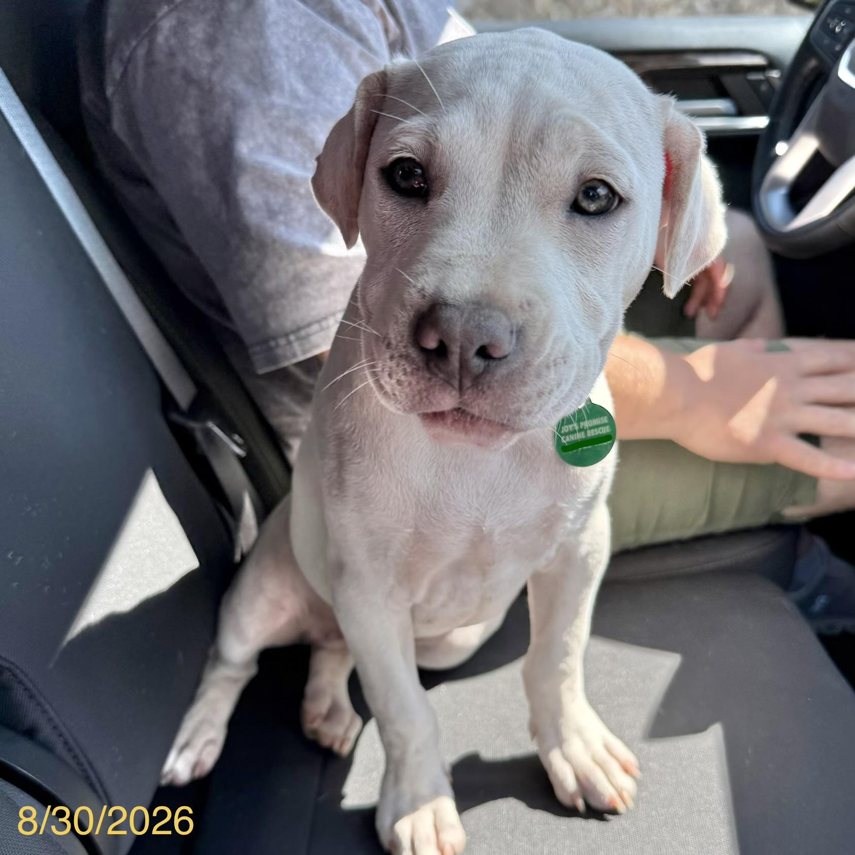 Enlarge Simon, a Adoptable mixed breed in Jackson, GA image 4/6